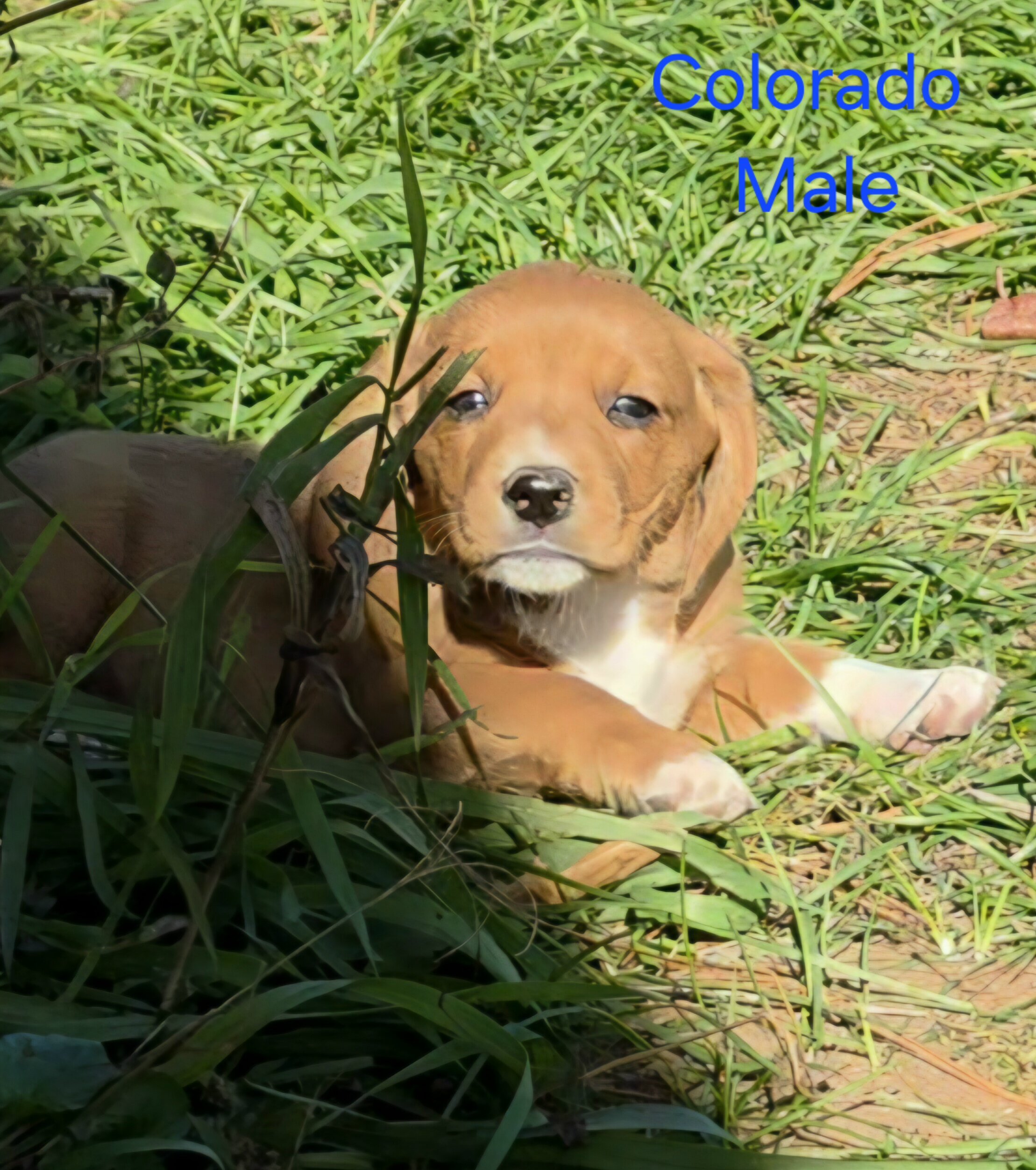 Chocolate Beagle Male- Colorado image 5