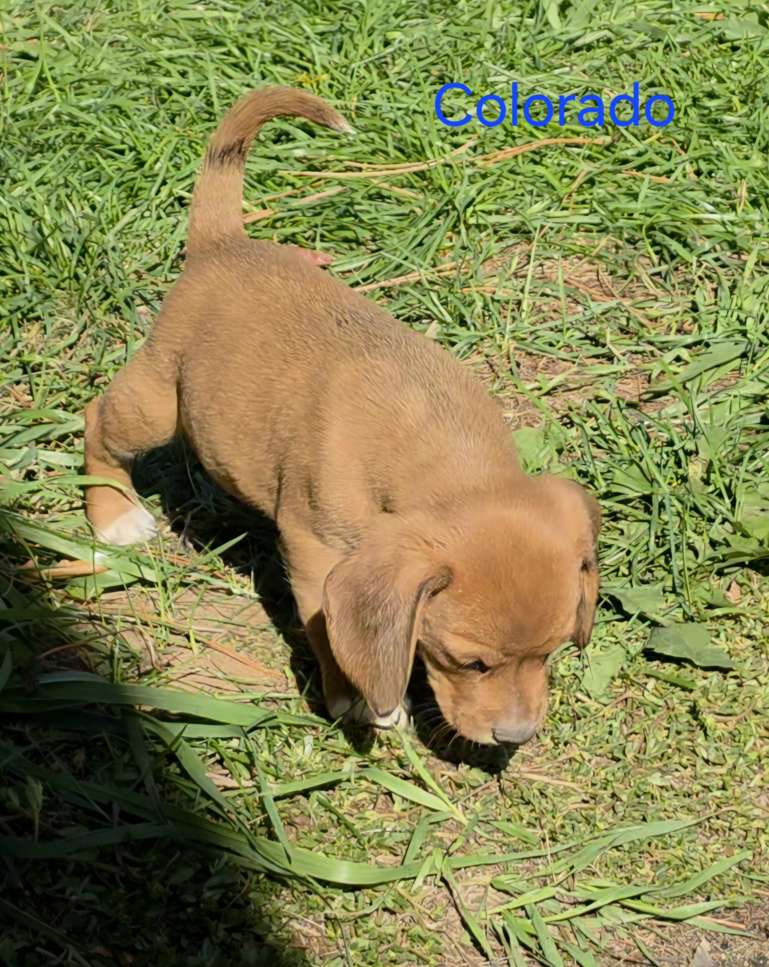 Chocolate Beagle Male- Colorado image 4