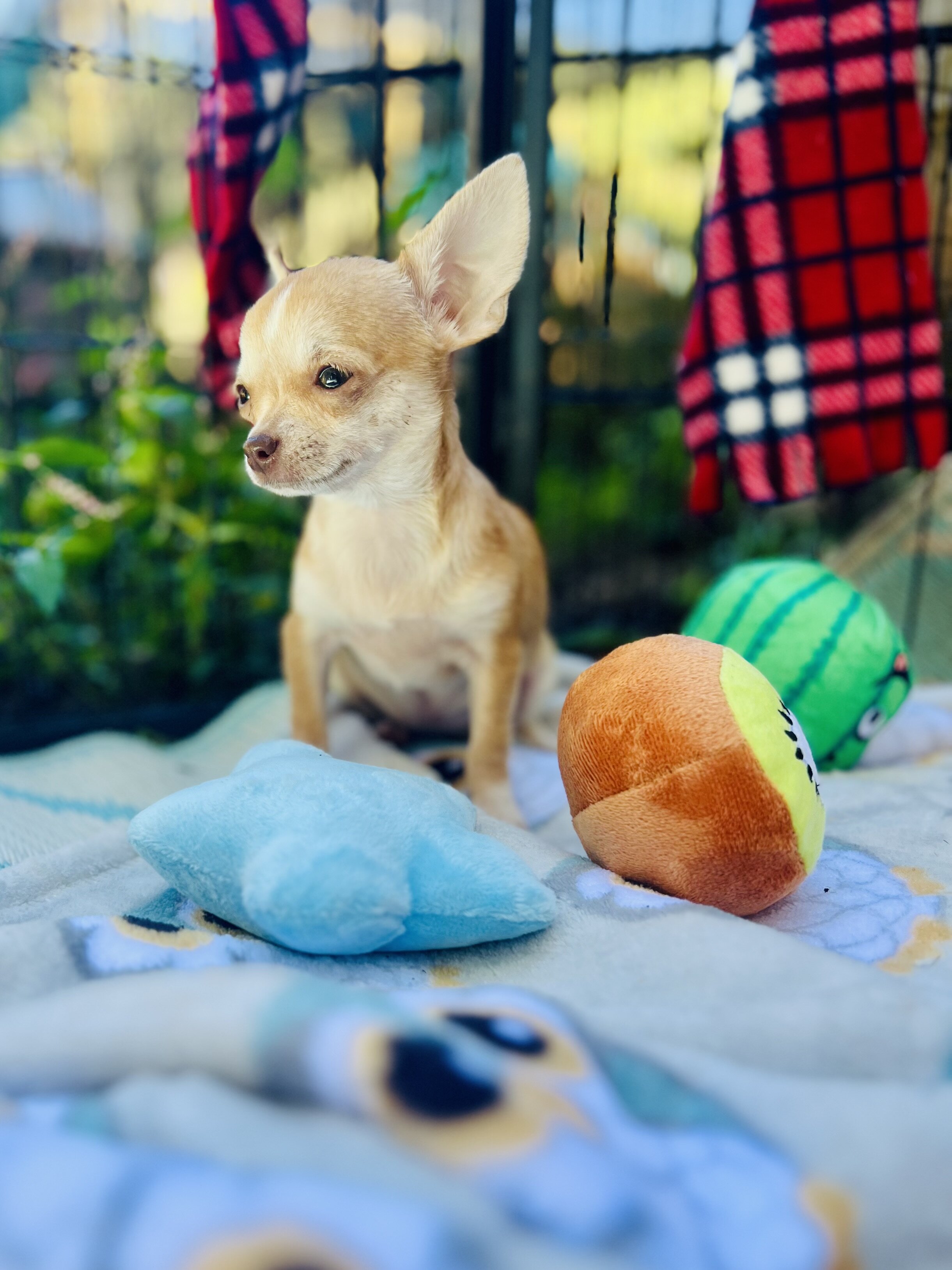 Bitsy 3-3.5 pounds grown AKC female chihuahua image 2