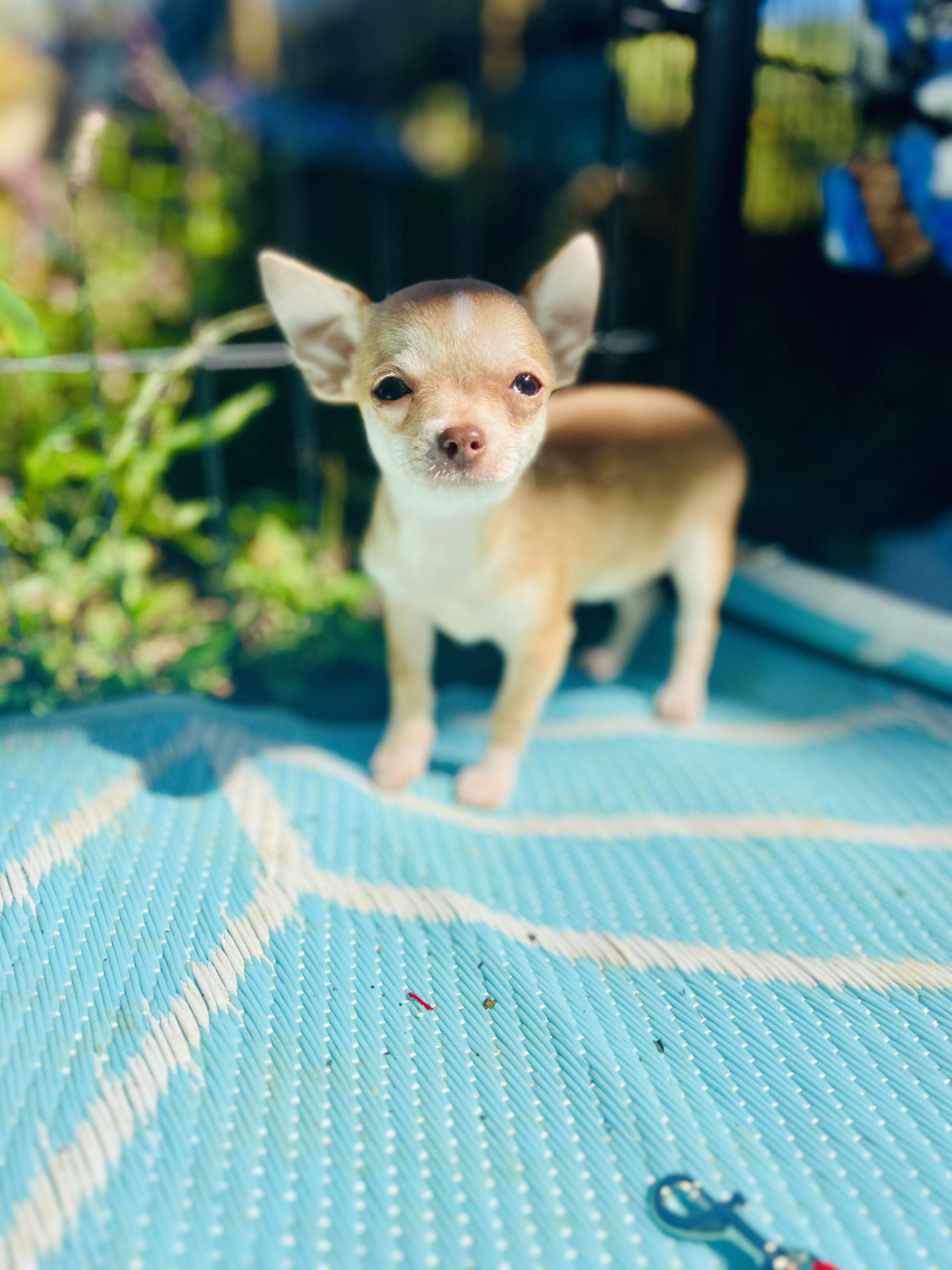 Bitsy 3-3.5 pounds grown AKC female chihuahua image 3