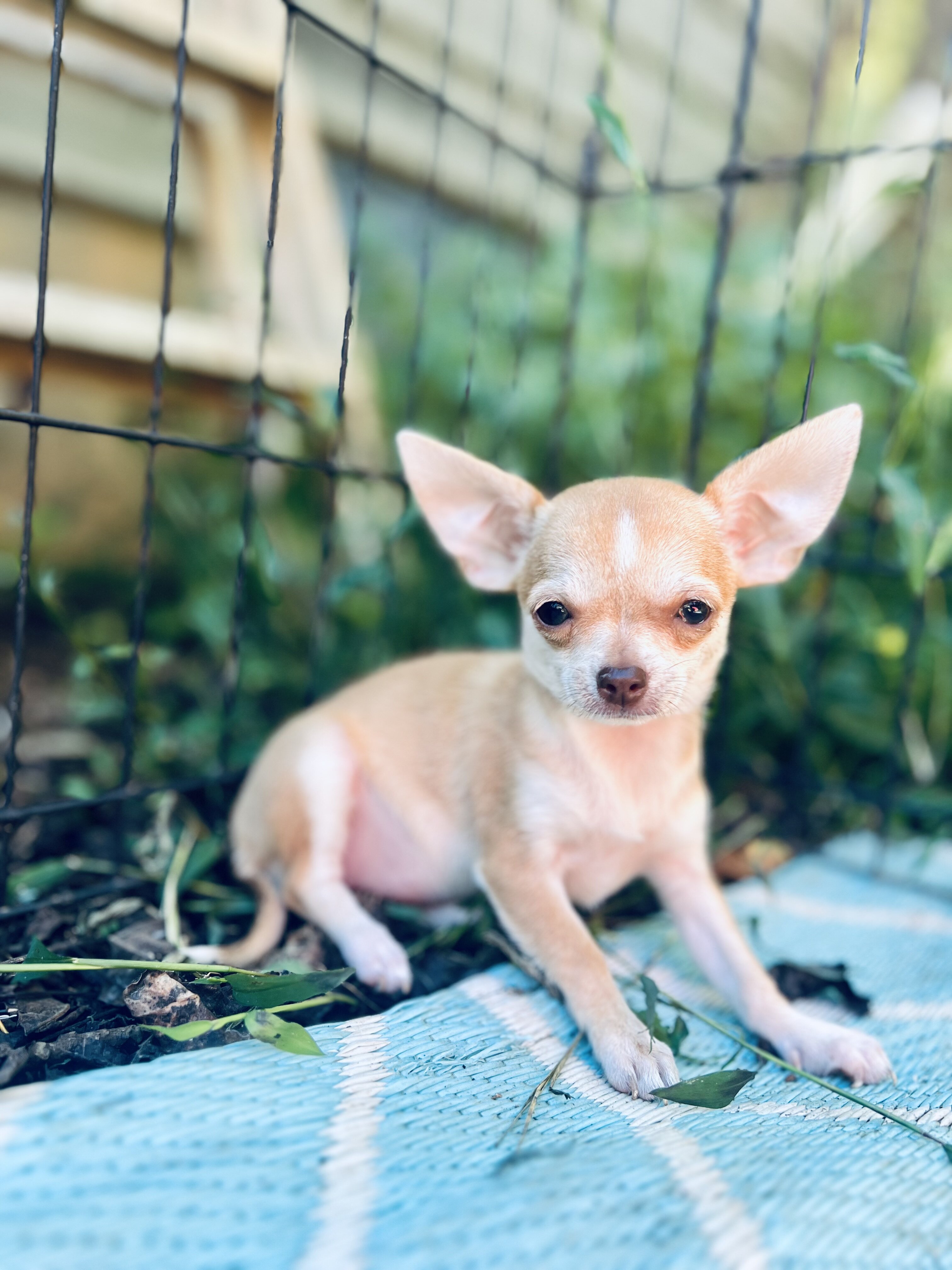 Bitsy 3-3.5 pounds grown AKC female chihuahua image 1