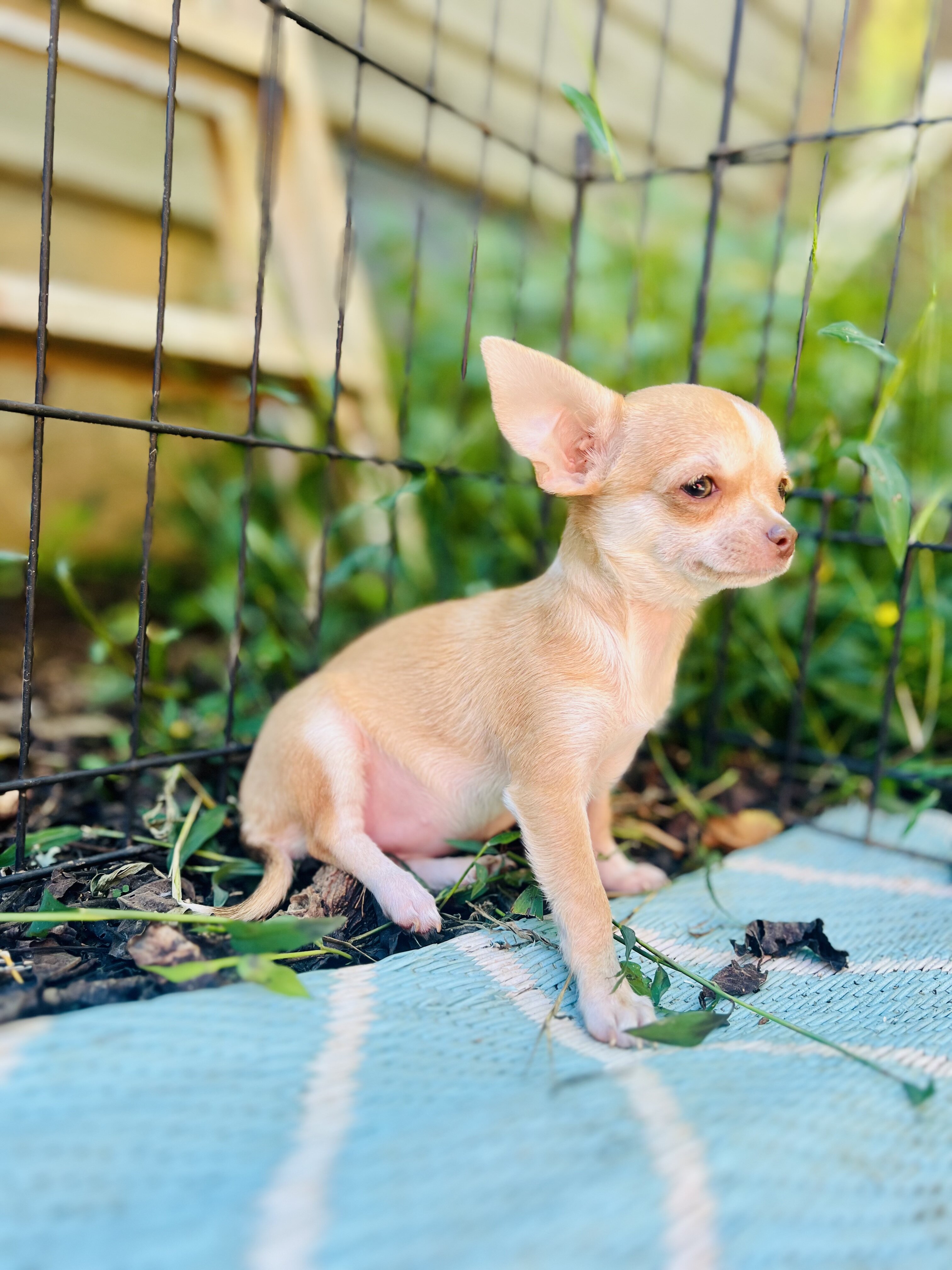 Bitsy 3-3.5 pounds grown AKC female chihuahua image 10