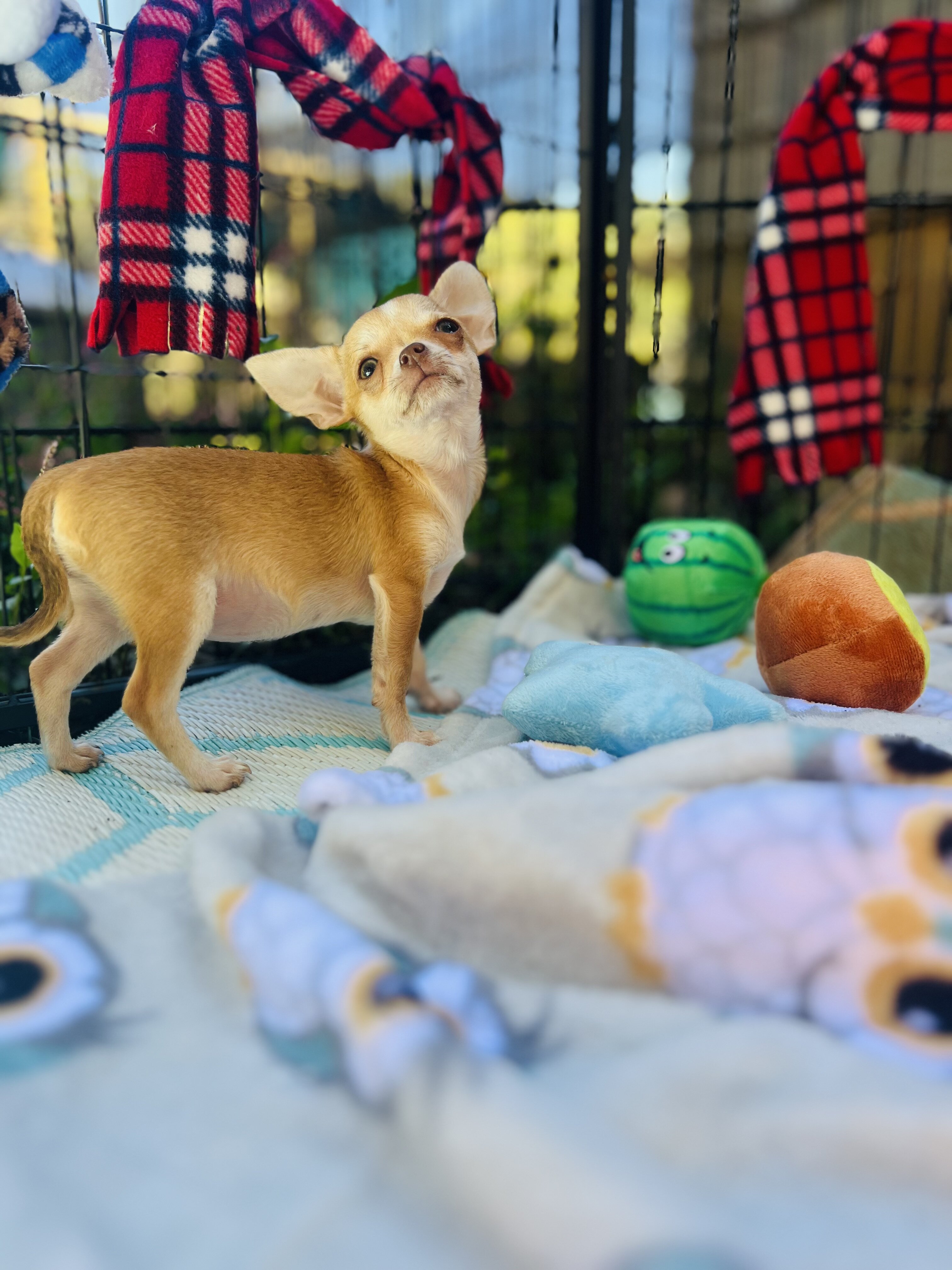 Bitsy 3-3.5 pounds grown AKC female chihuahua image 9