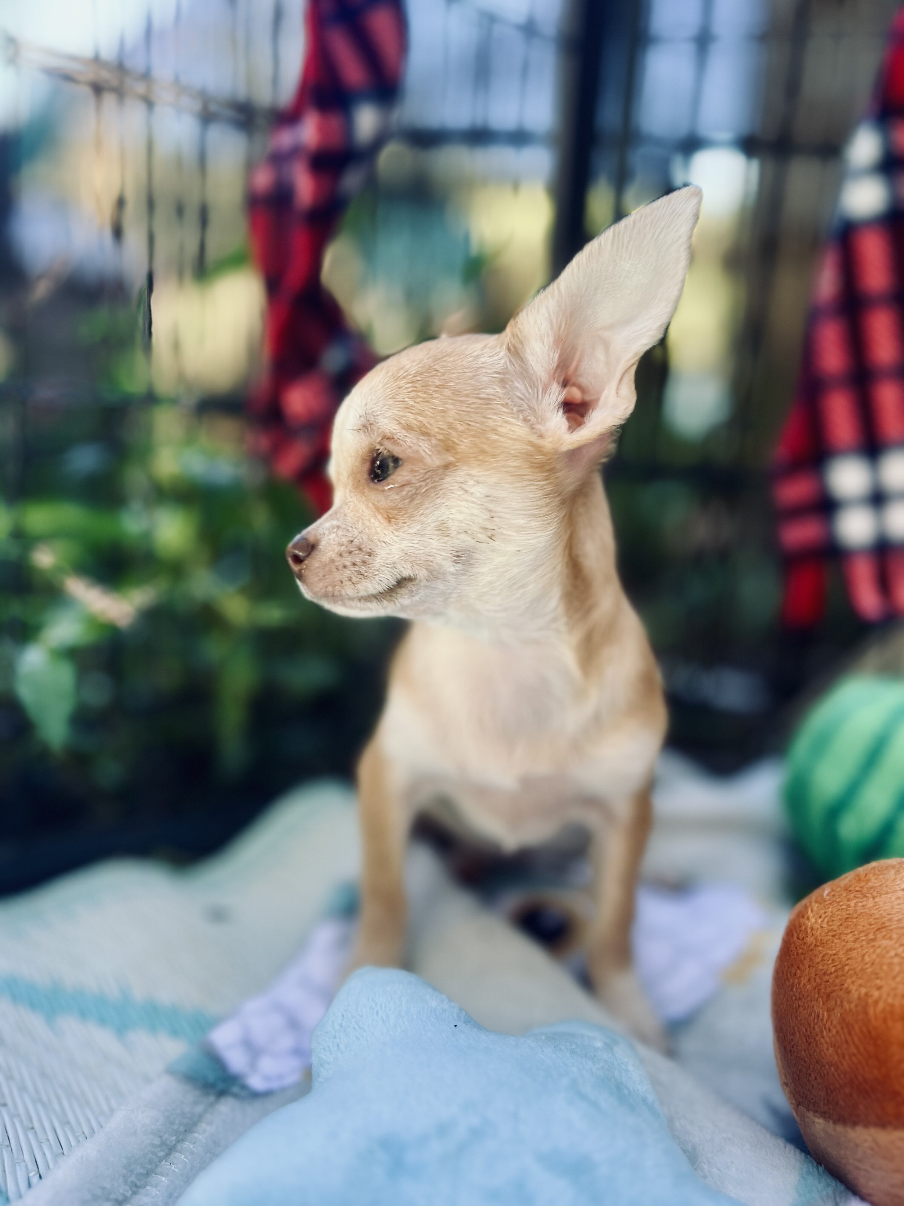 Bitsy 3-3.5 pounds grown AKC female chihuahua image 7