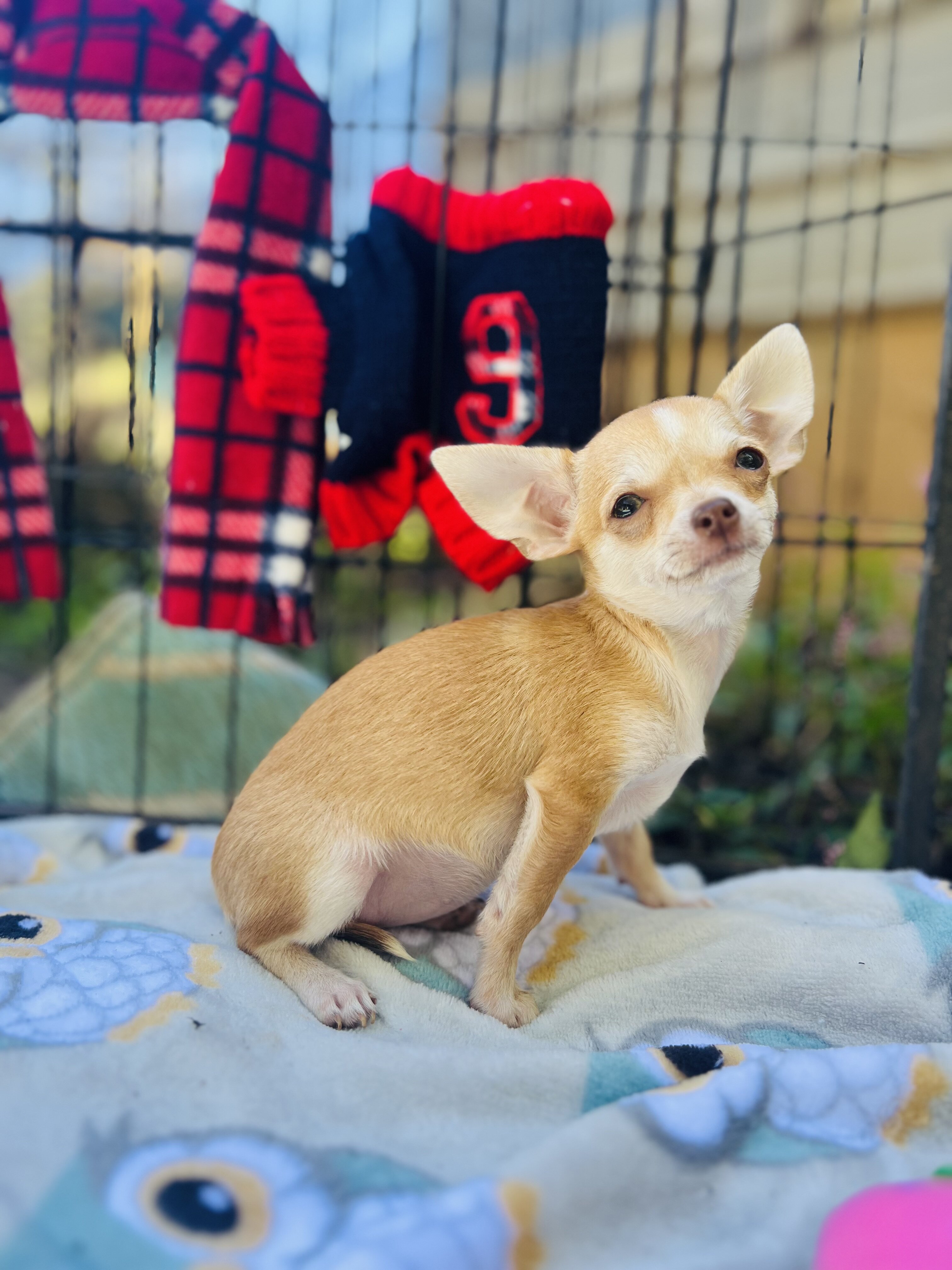 Bitsy 3-3.5 pounds grown AKC female chihuahua image 8