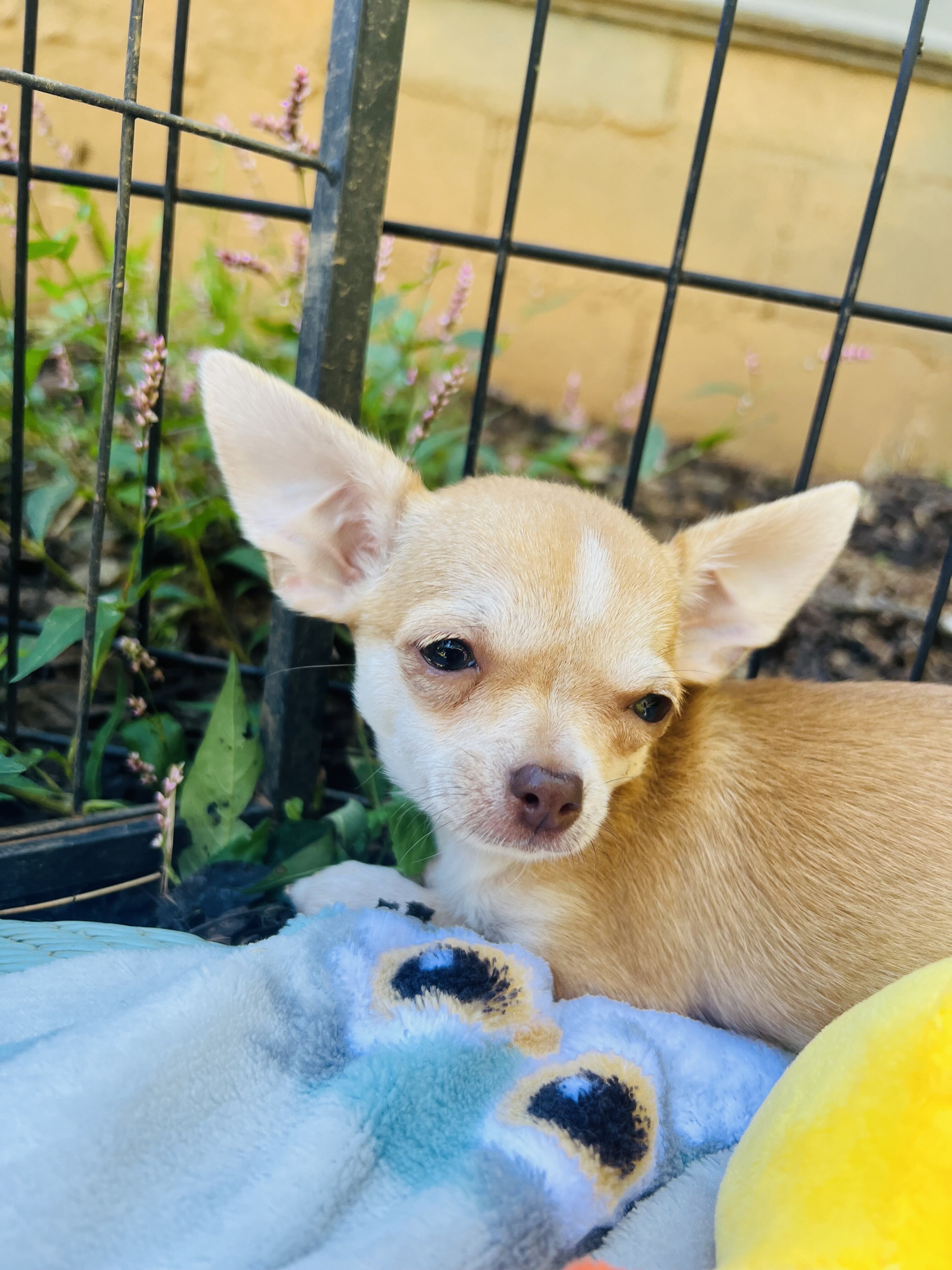 Bitsy 3-3.5 pounds grown AKC female chihuahua image 6
