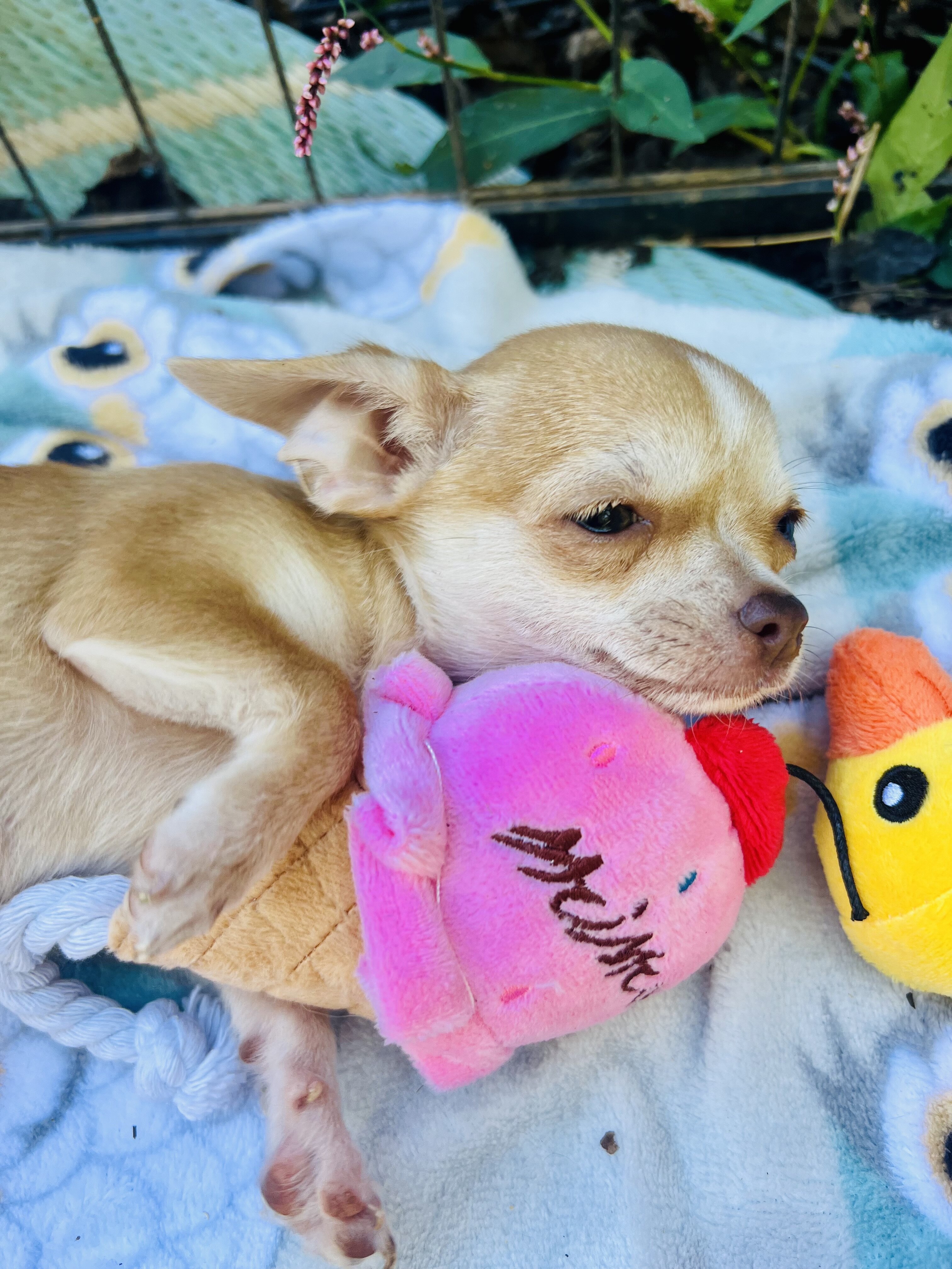 Bitsy 3-3.5 pounds grown AKC female chihuahua image 5