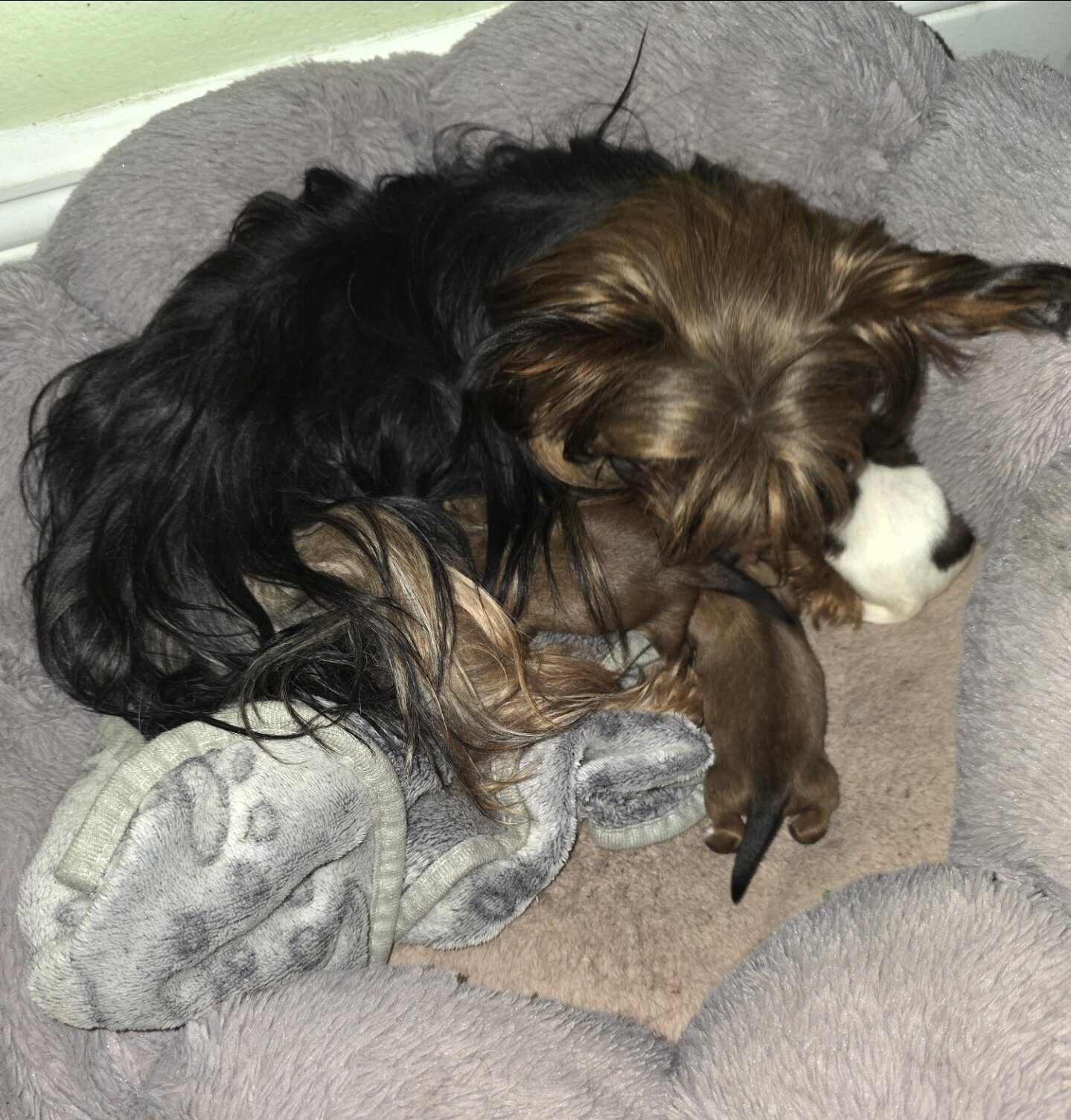 Shorkies image 1