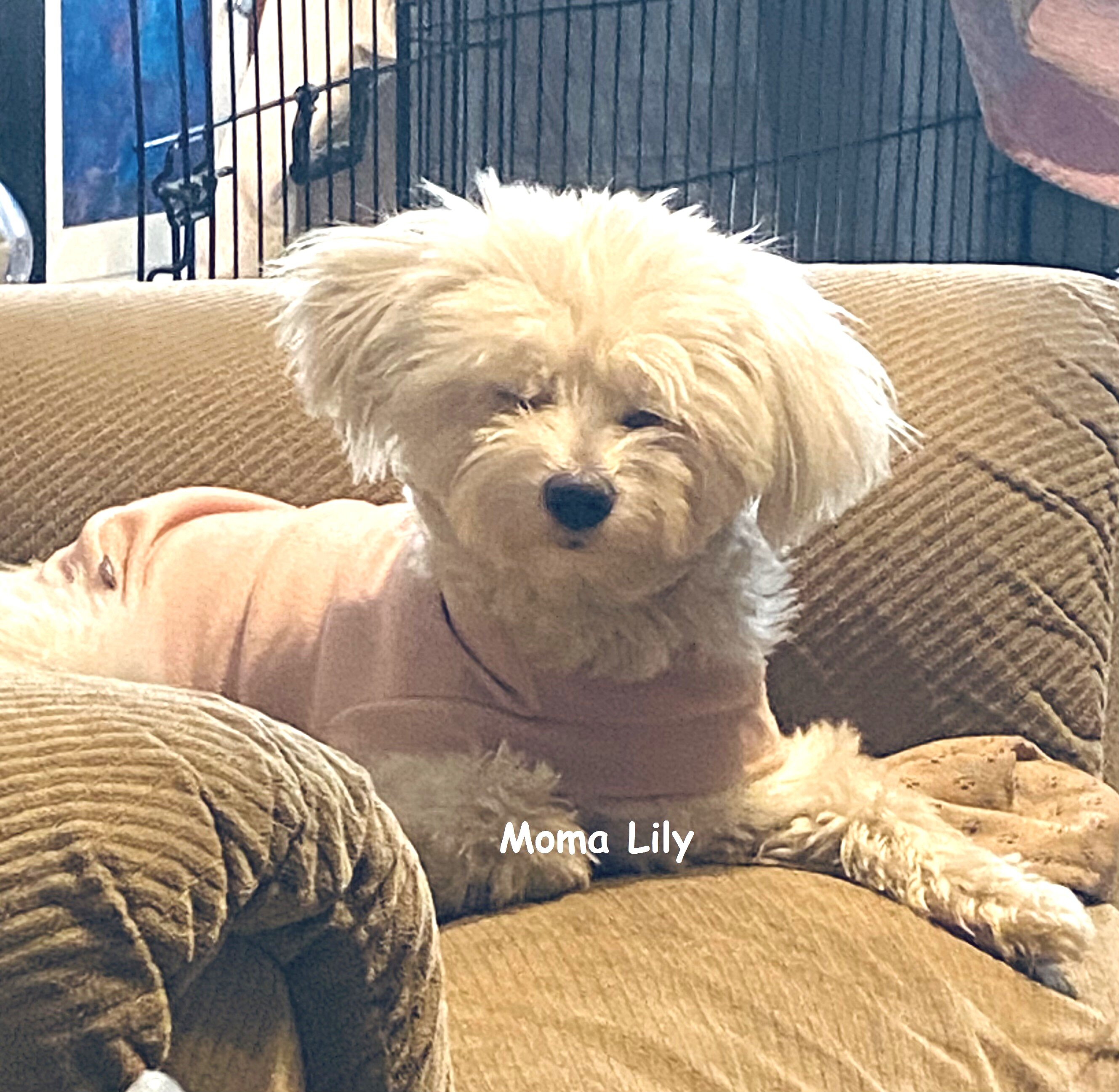 Beautiful Maltese Puppies  $500 image 3