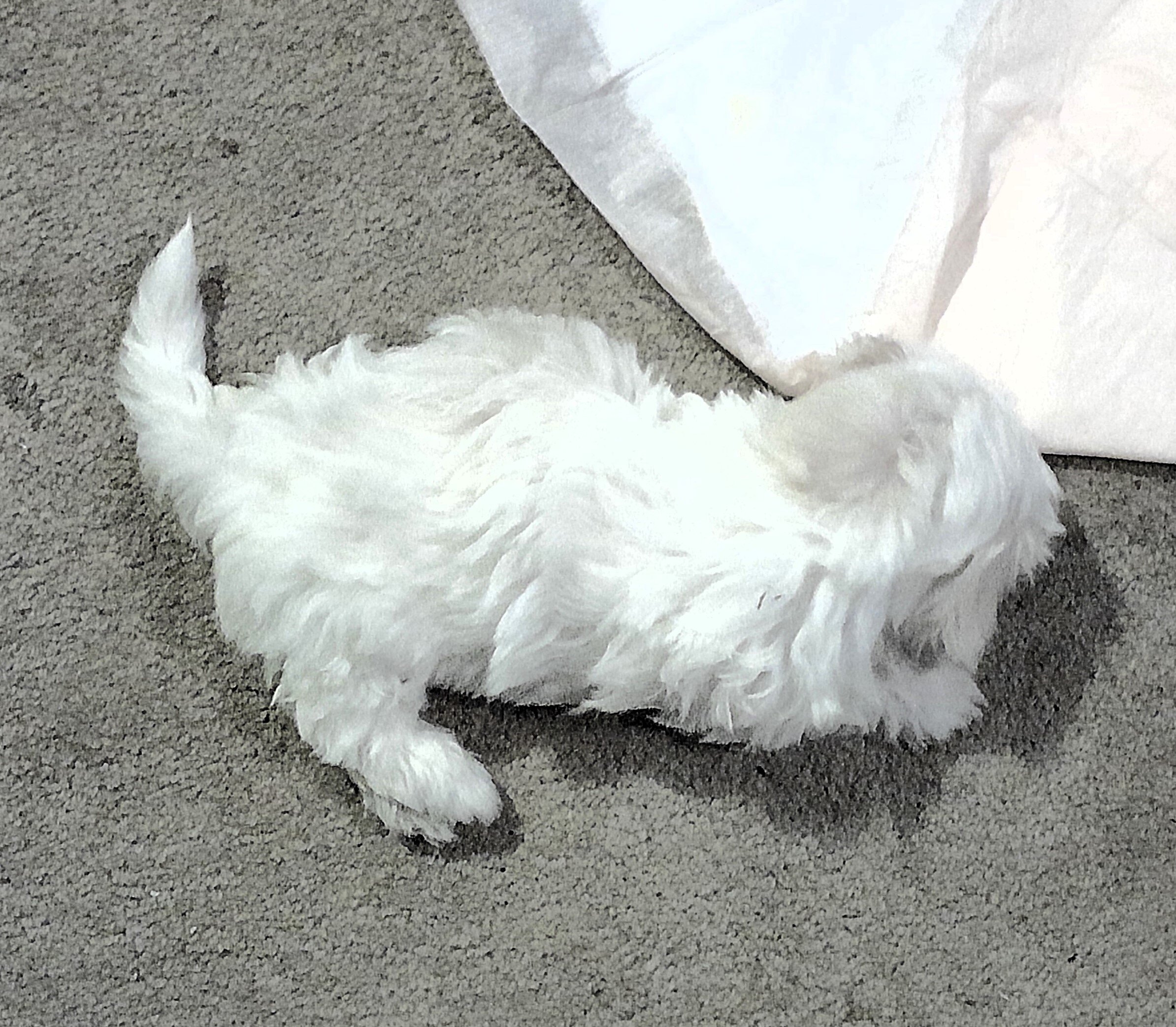 Beautiful Maltese Puppies  $500 image 1