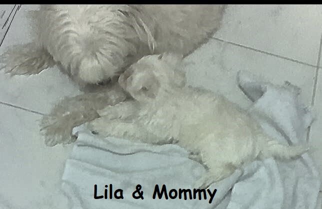 Beautiful Maltese Puppies  $500 image 2