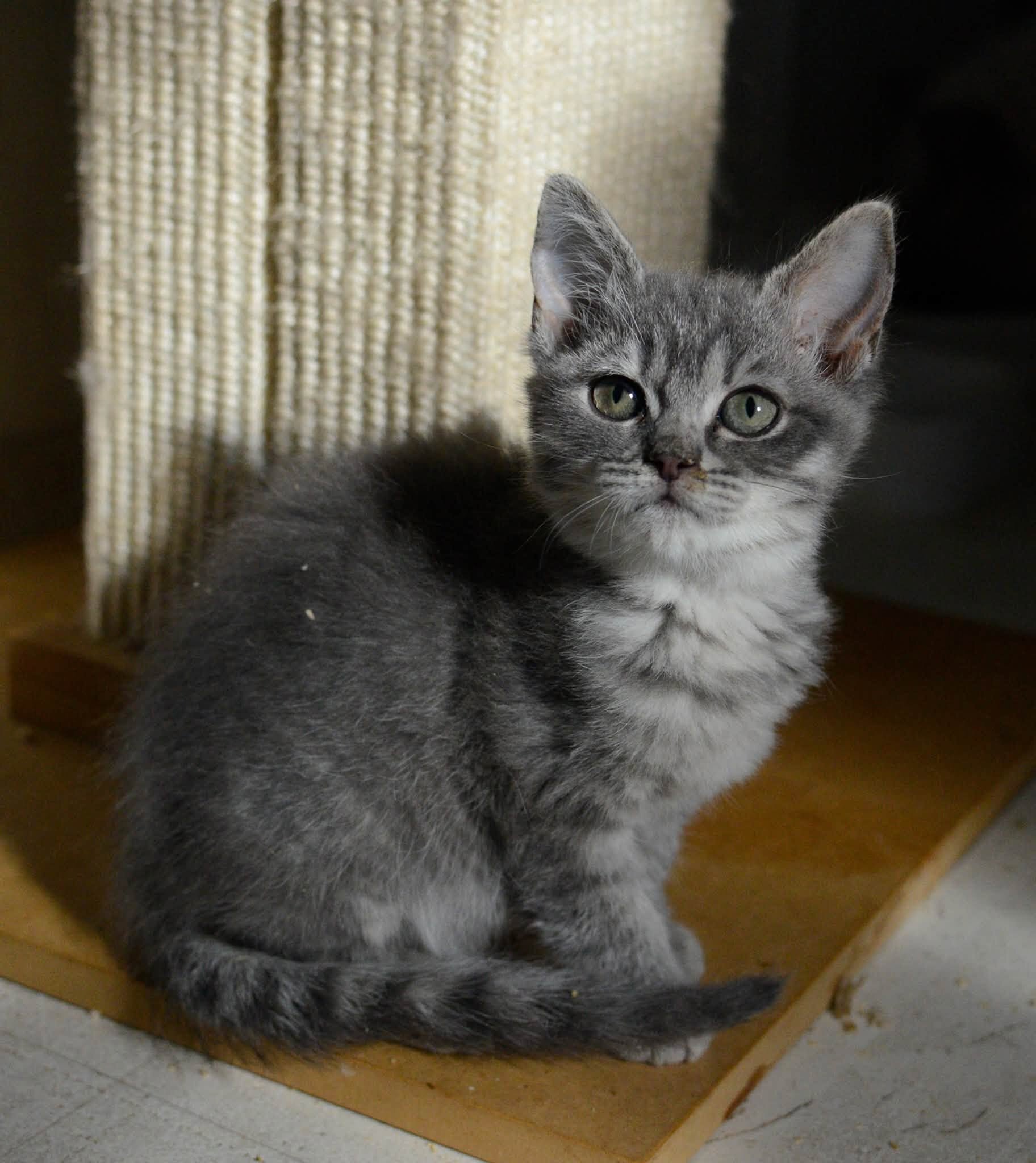 kittens image 4