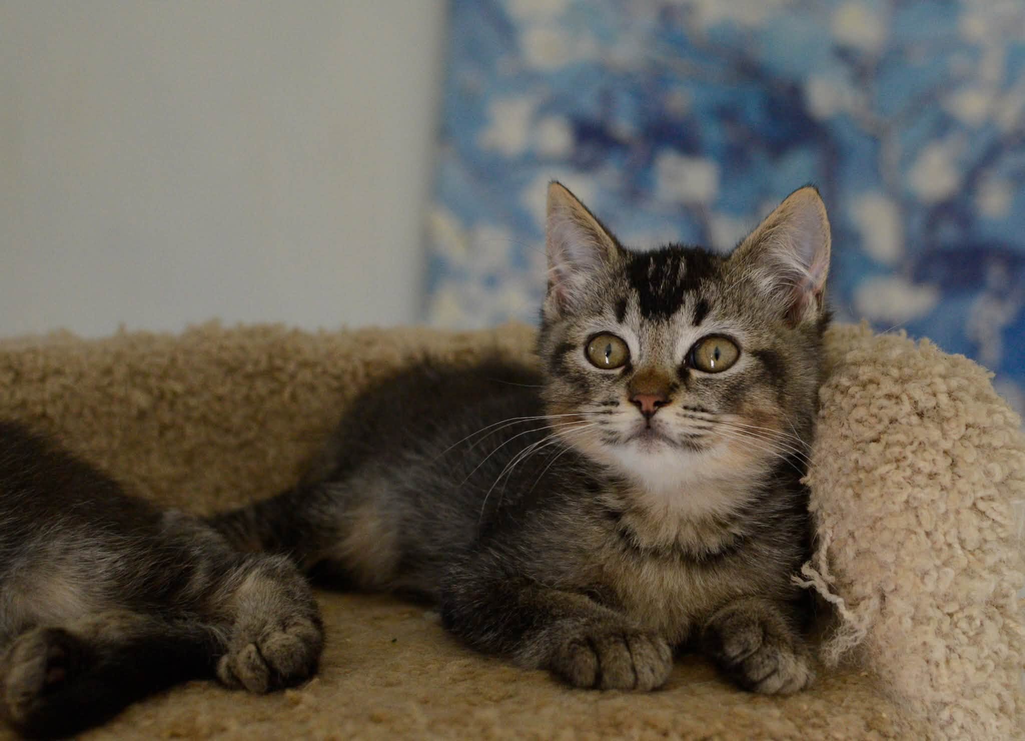 kittens image 5