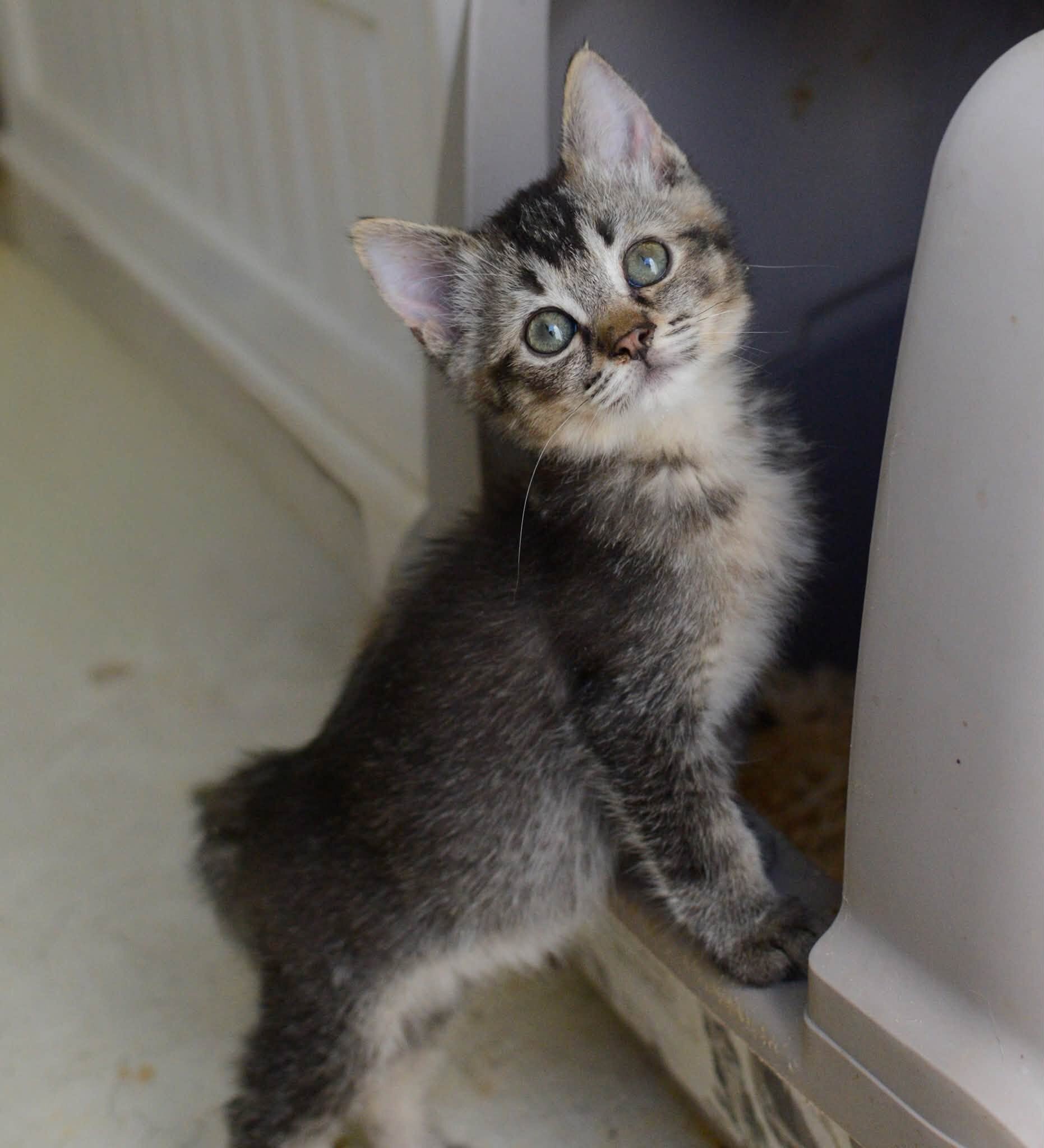 kittens image 7