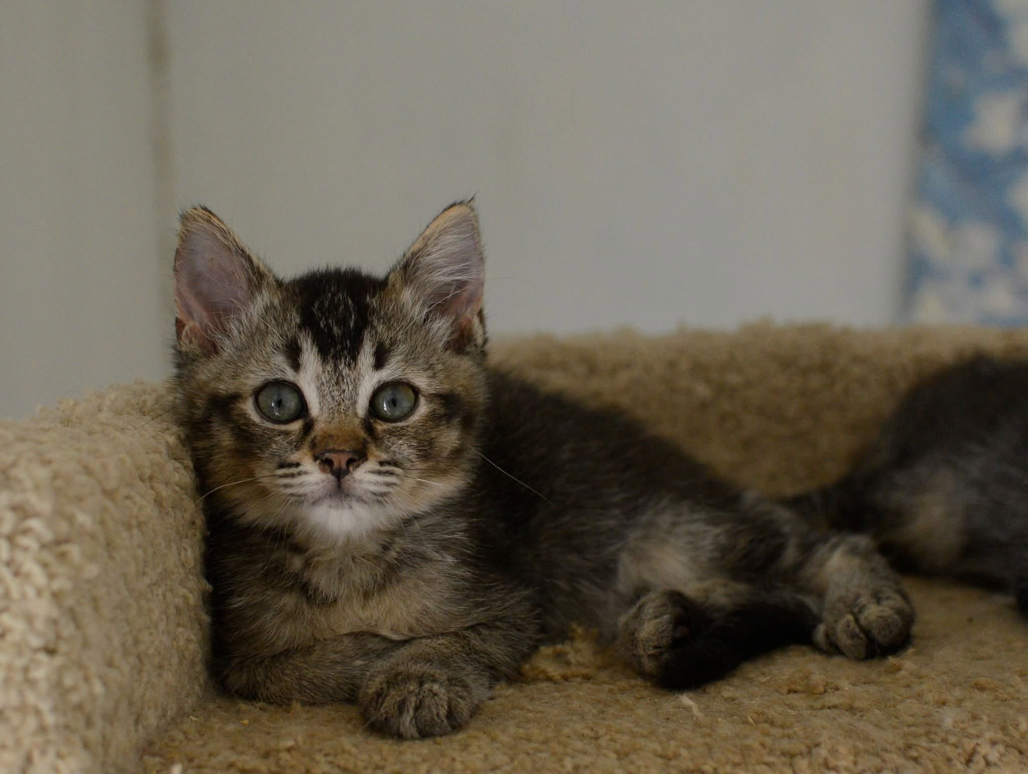 kittens image 2