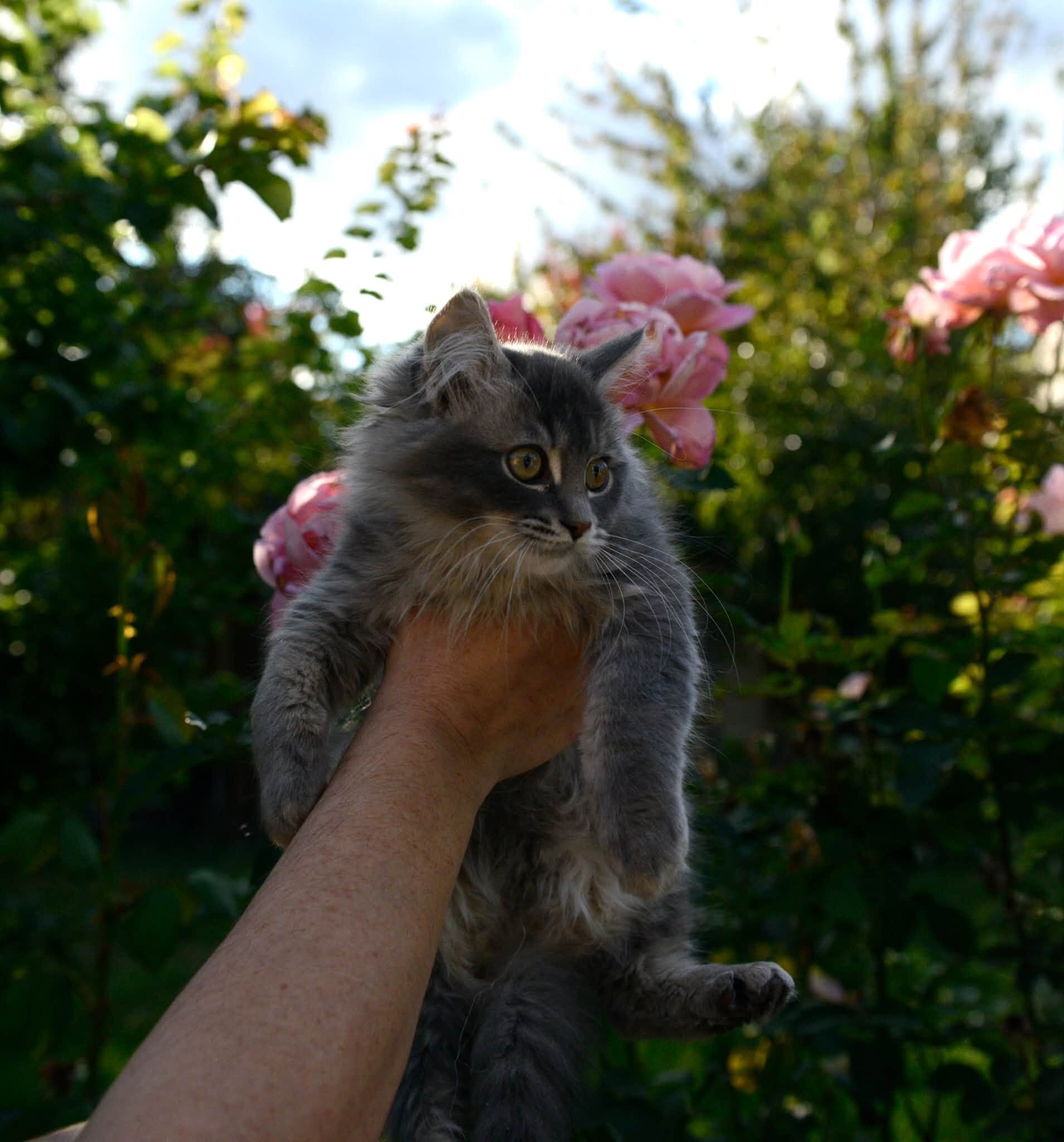 kittens image 3