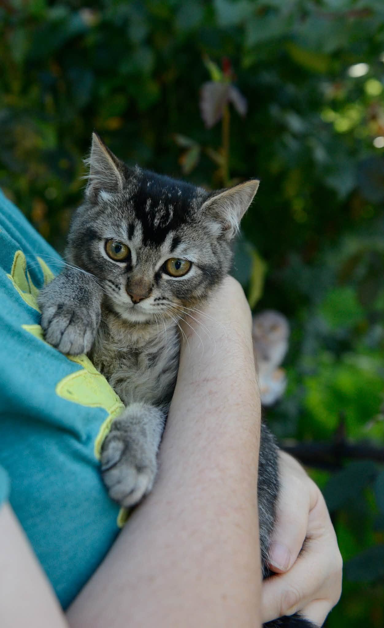 kittens image 6