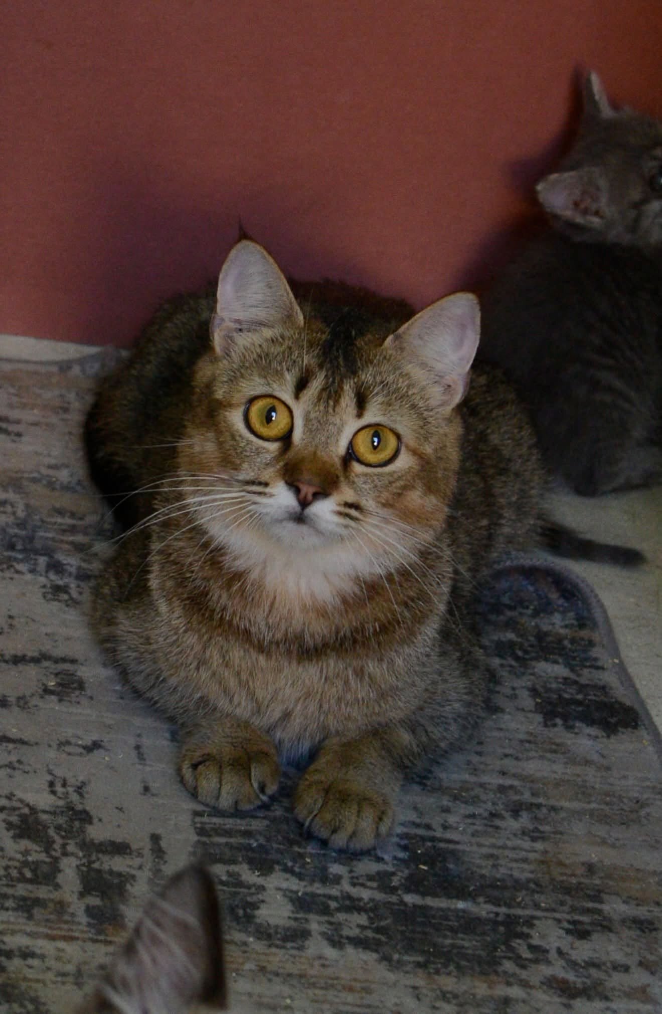 kittens image 1