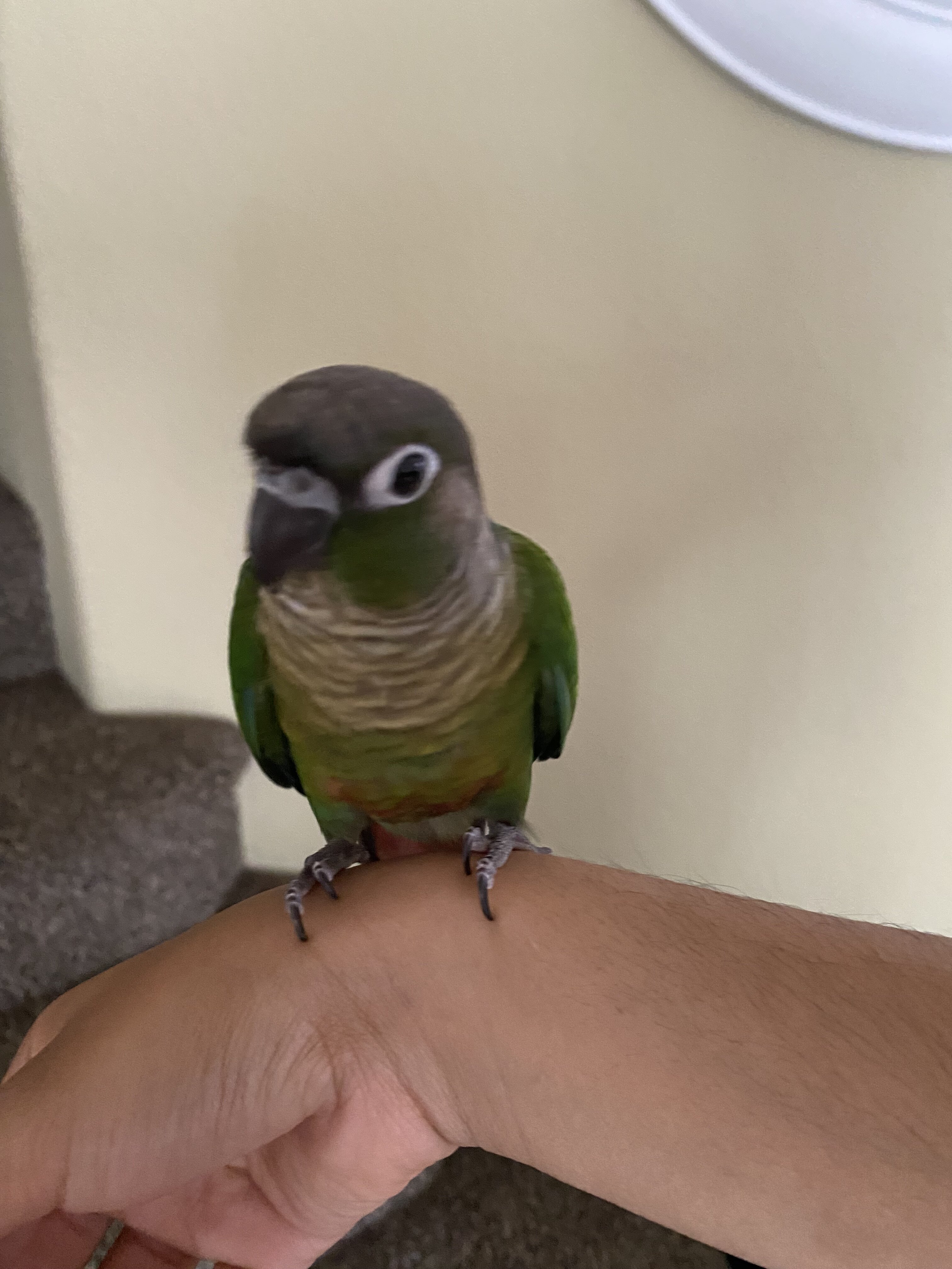 Green Conure image 2