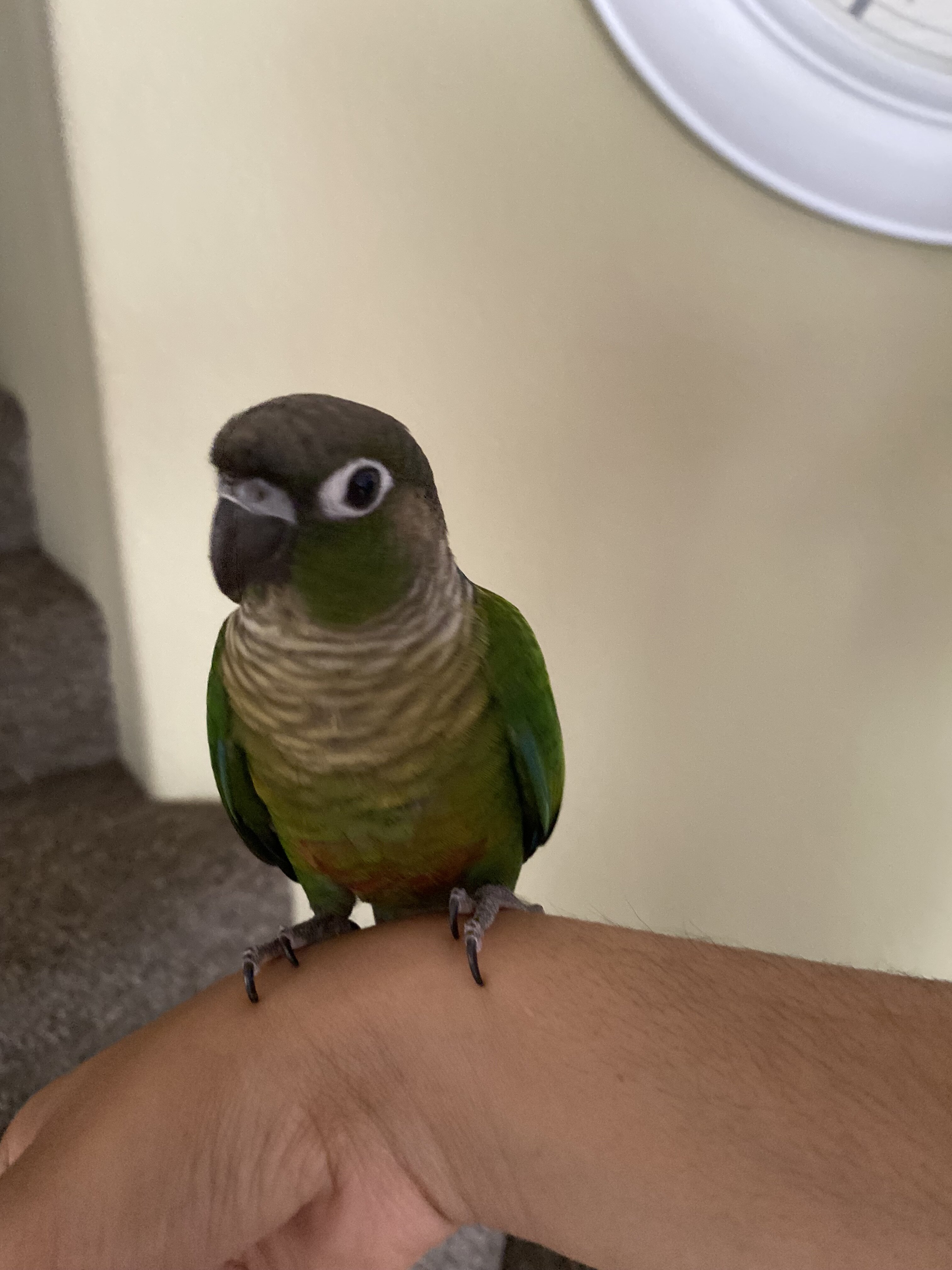 Green Conure image 1