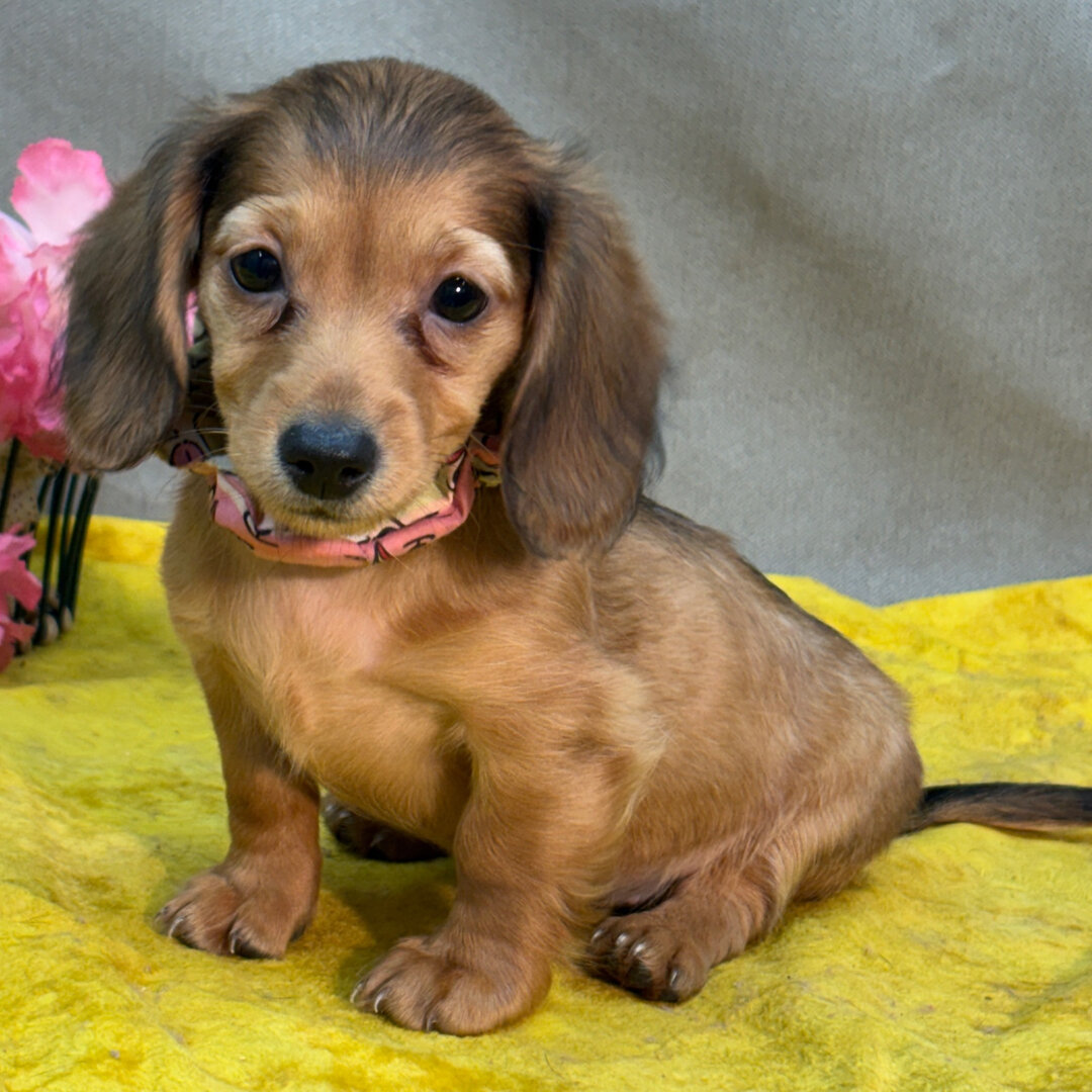 Puppy image 2