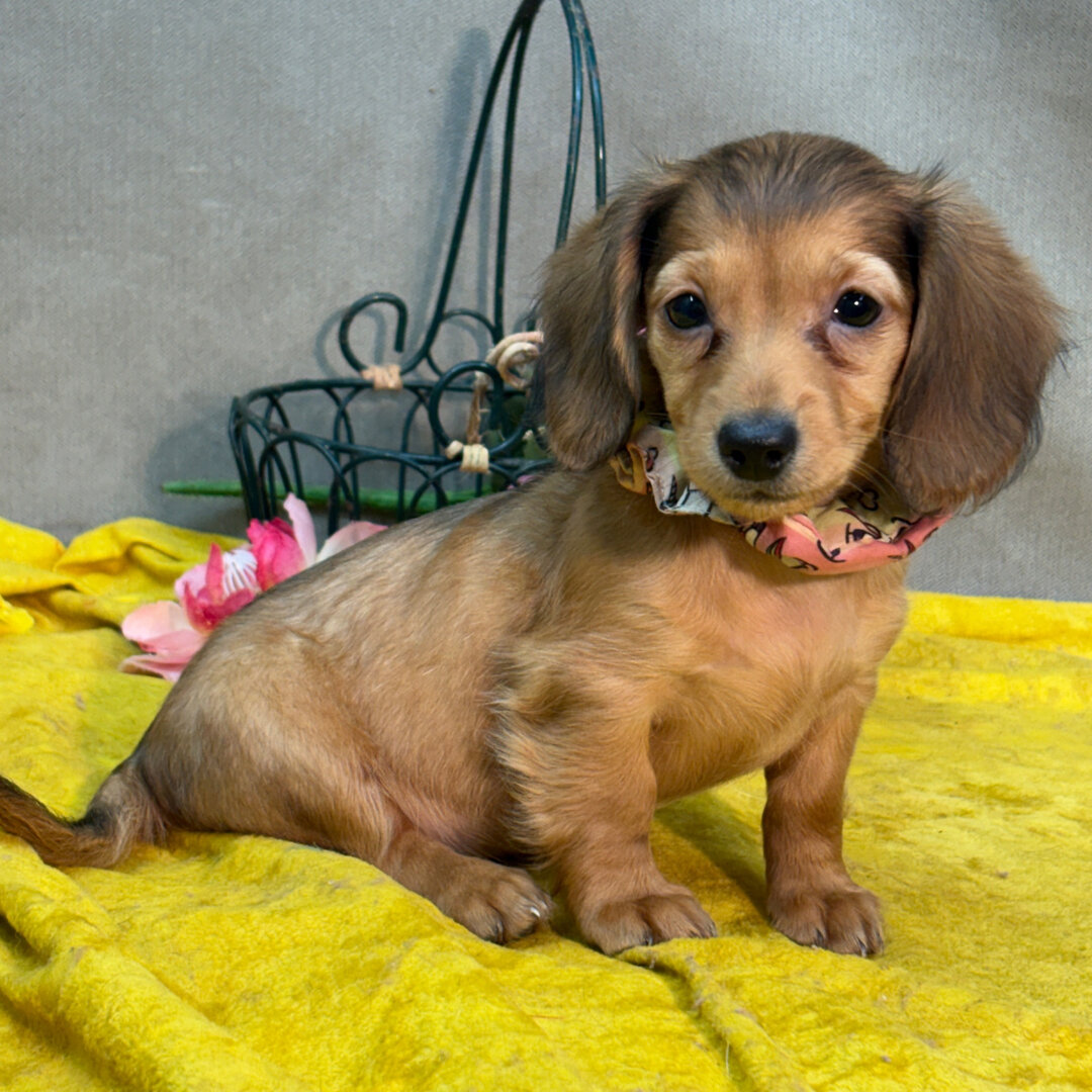 Puppy image 1