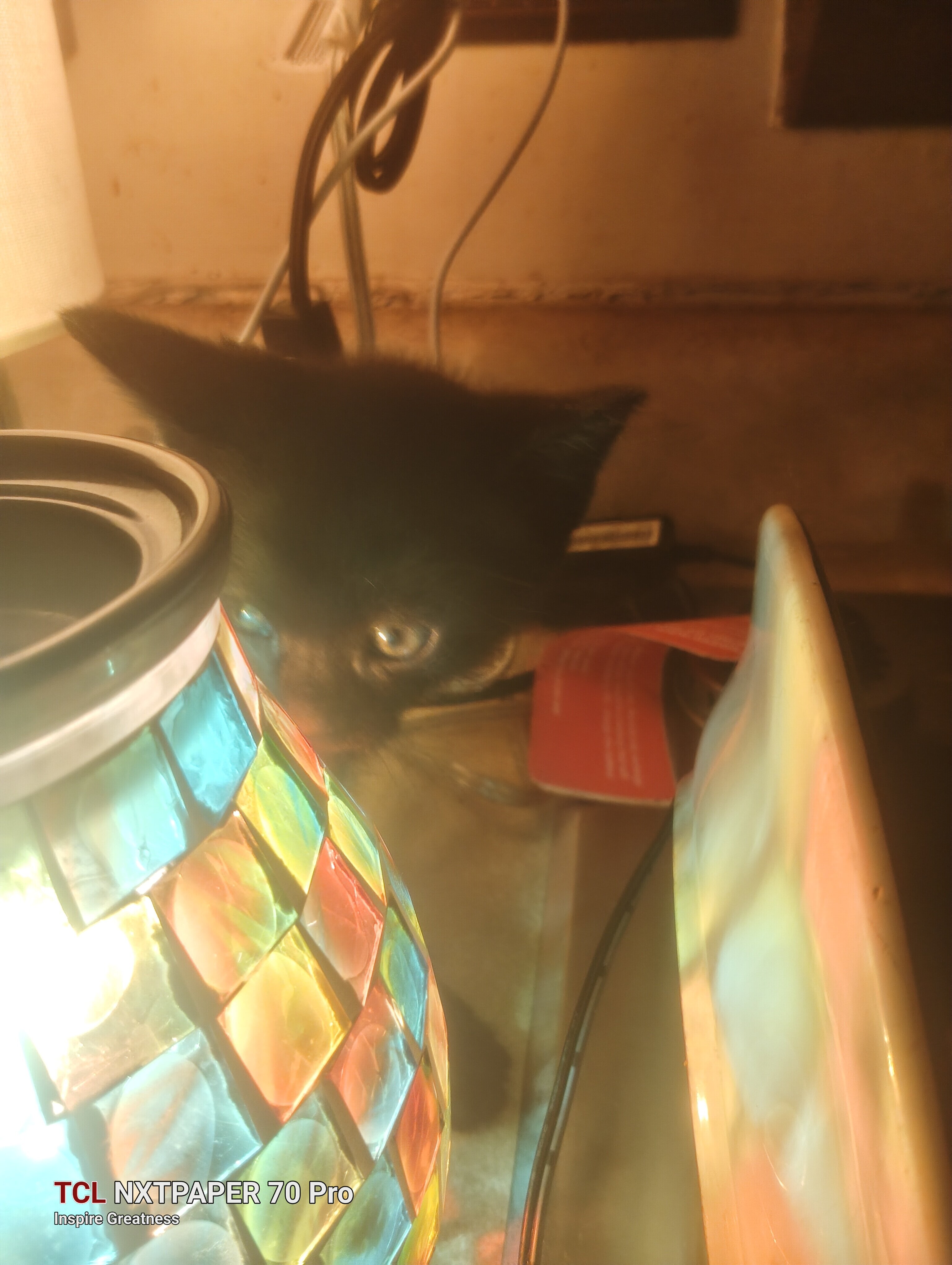 Kitten Black very adorable image 2