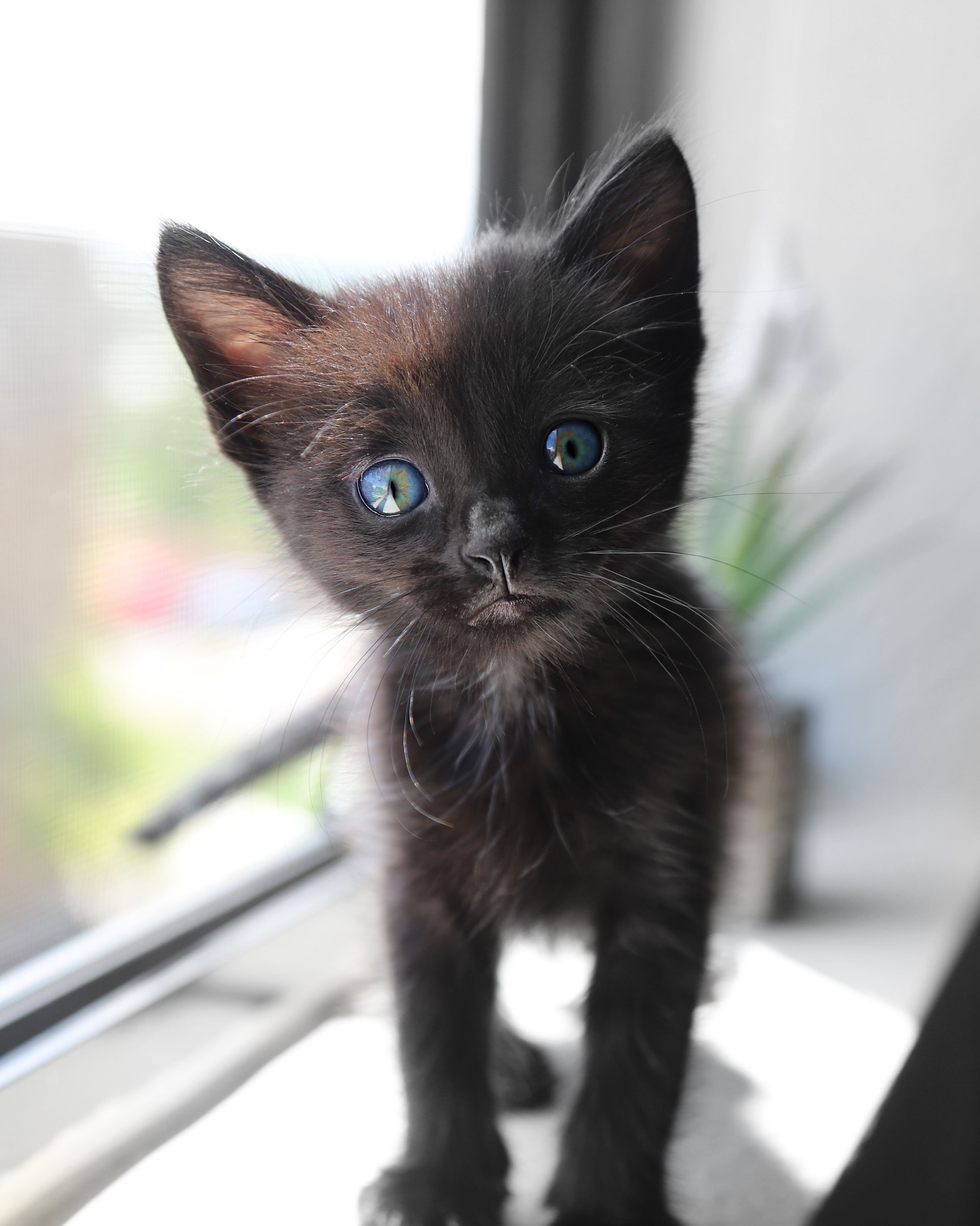 Kitten Black very adorable image 1