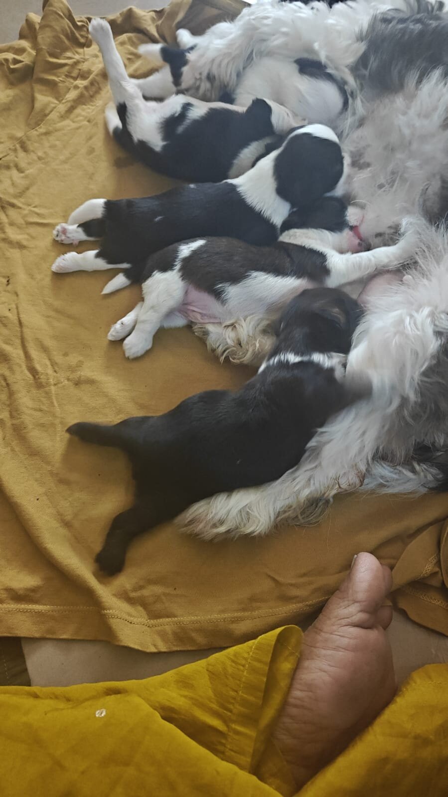Shih Tzu puppies for sell image 1