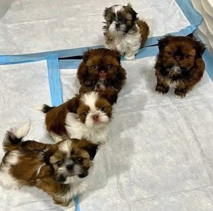 Puppy image 1