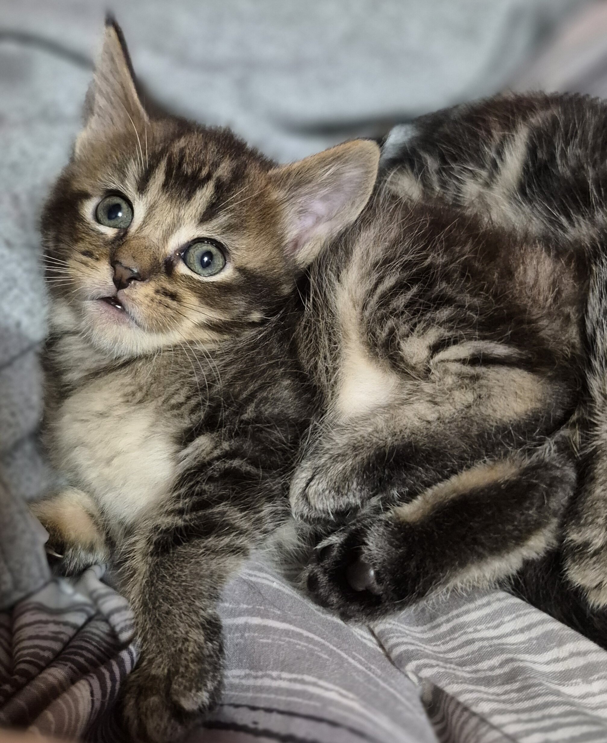 Half maine coon kittens image 1