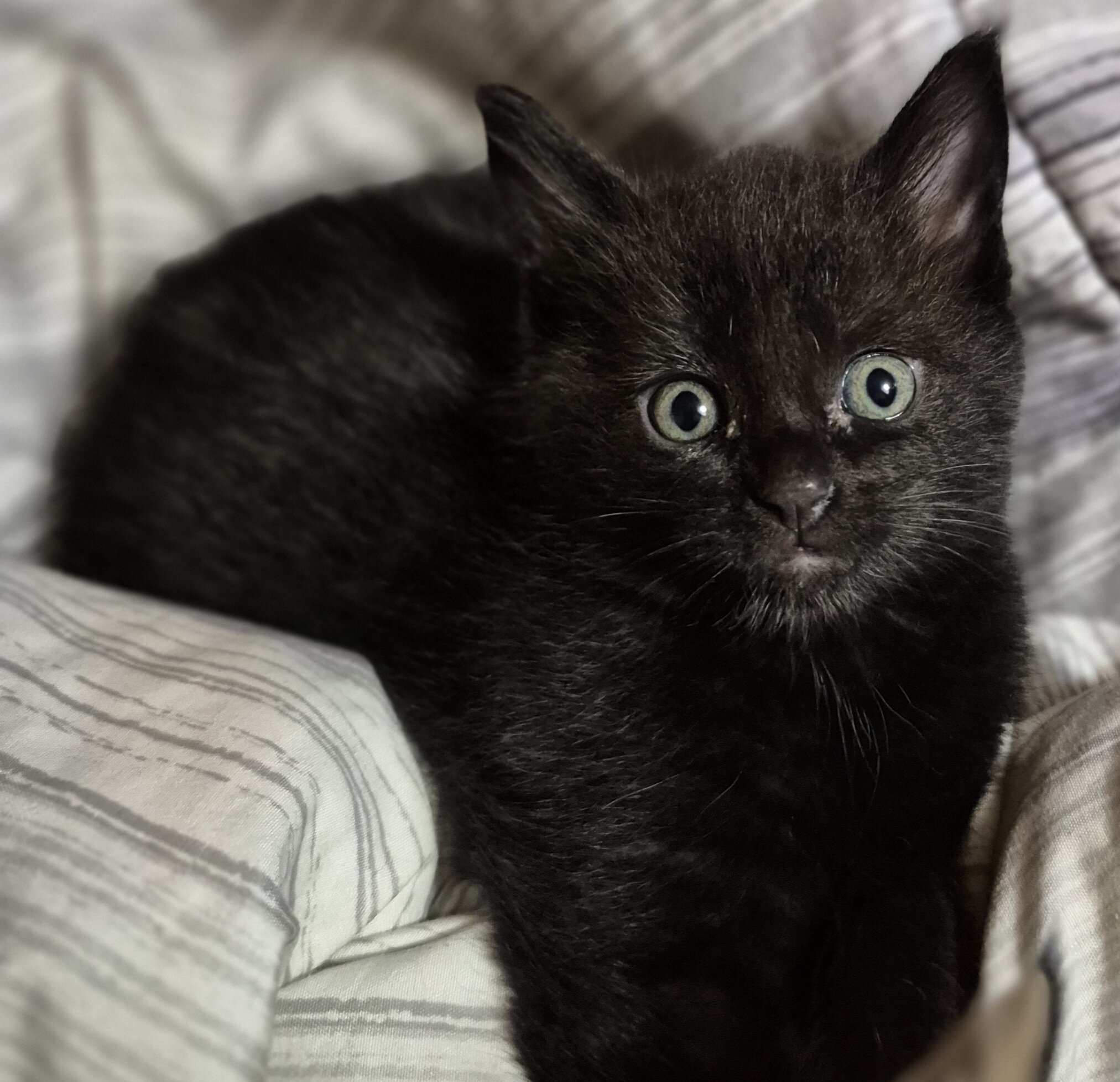 Half maine coon kittens image 2