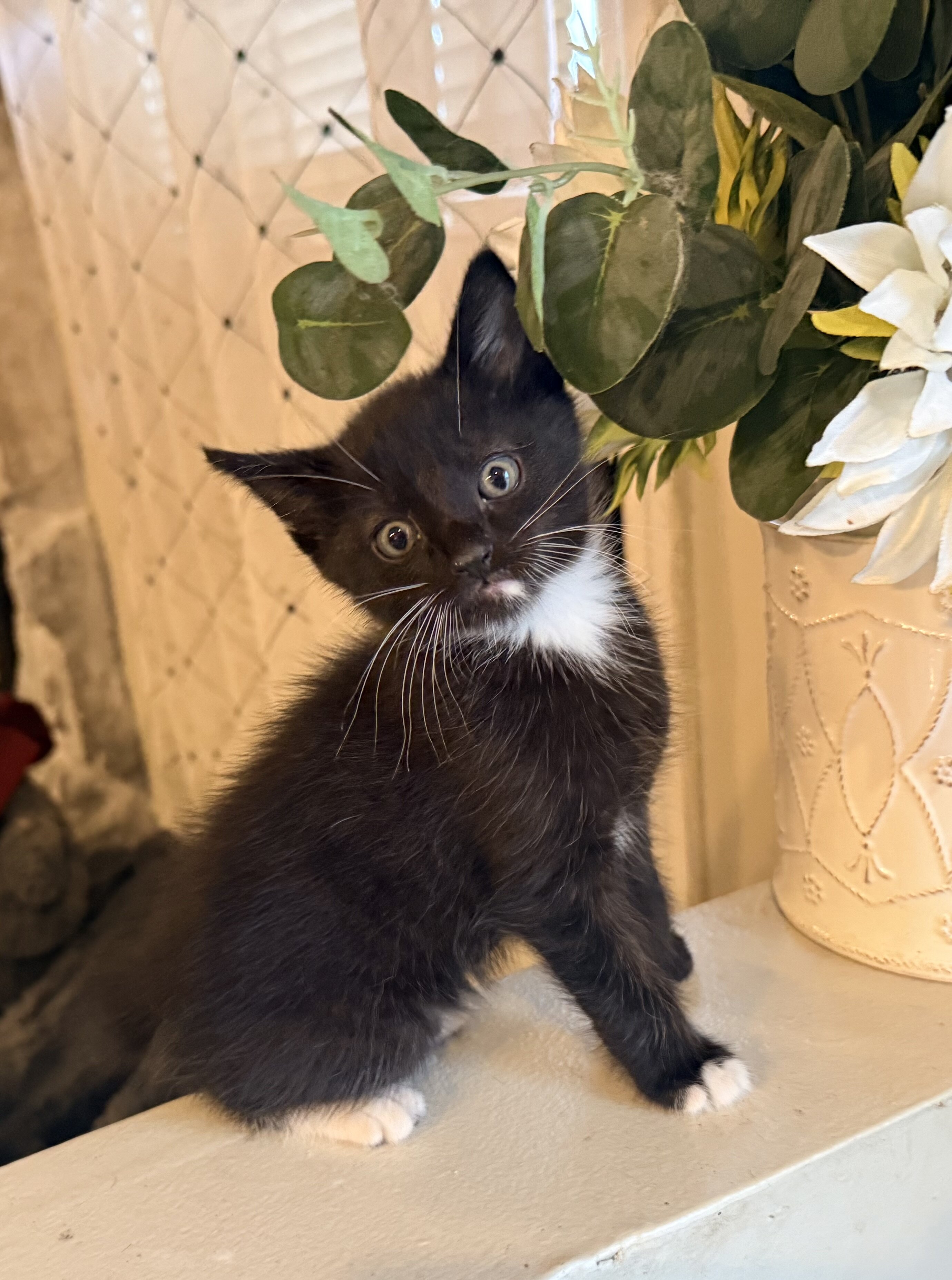 Kittens image 4
