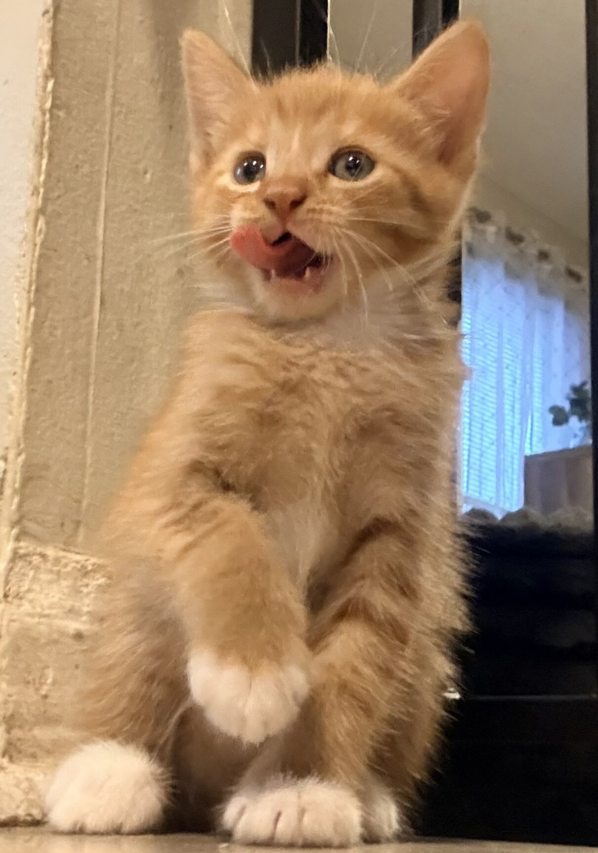 Kittens image 2