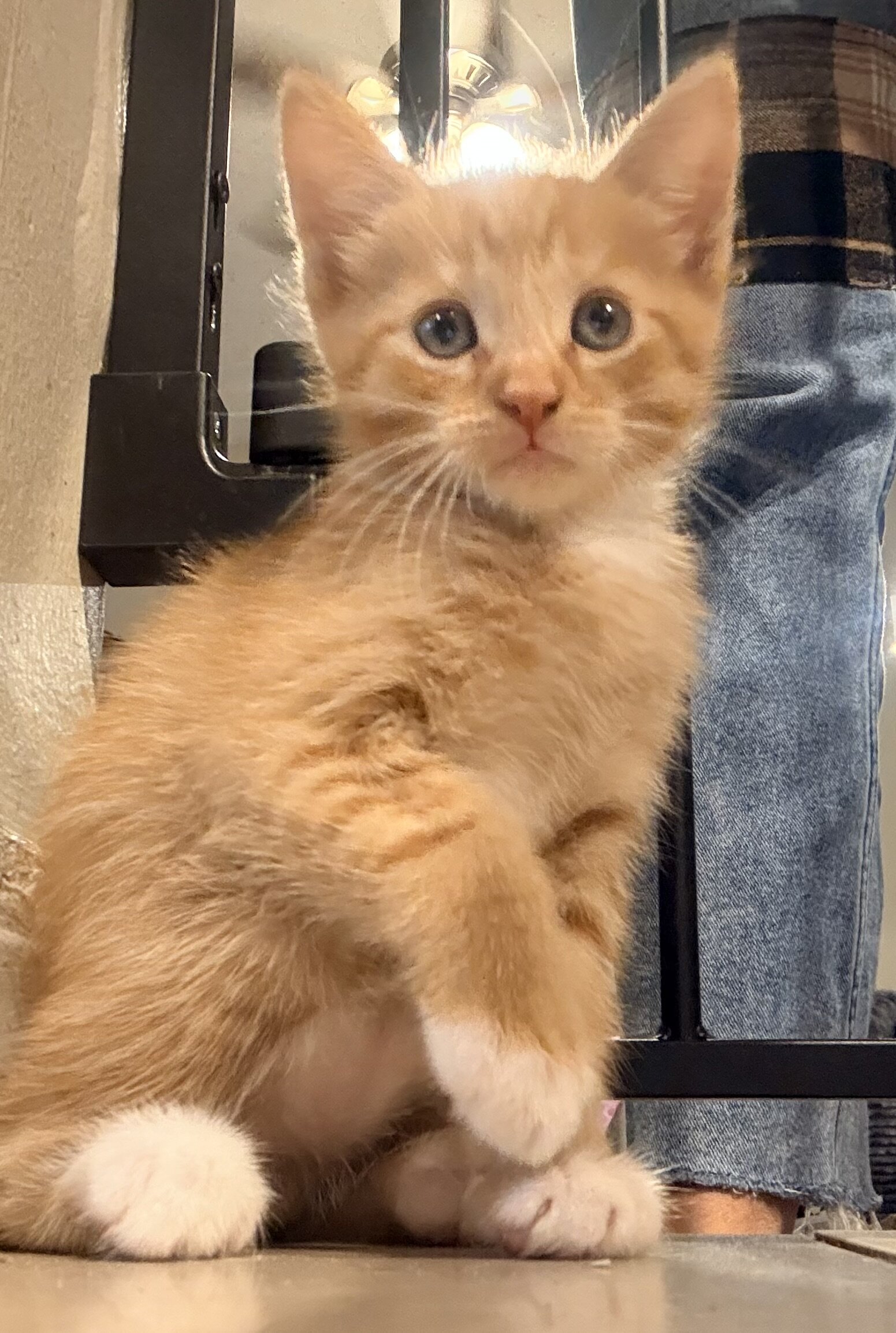 Kittens image 1