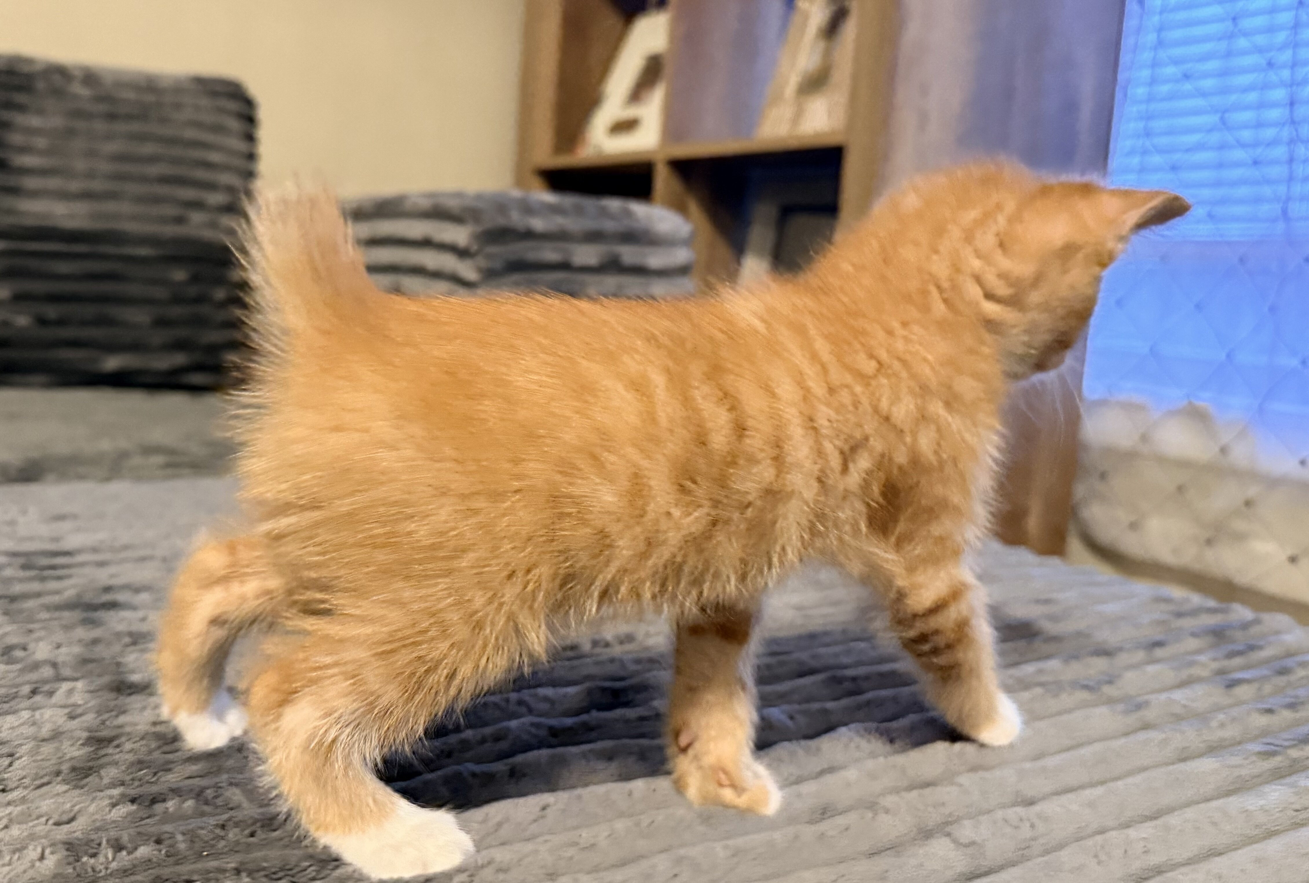 Kittens image 3