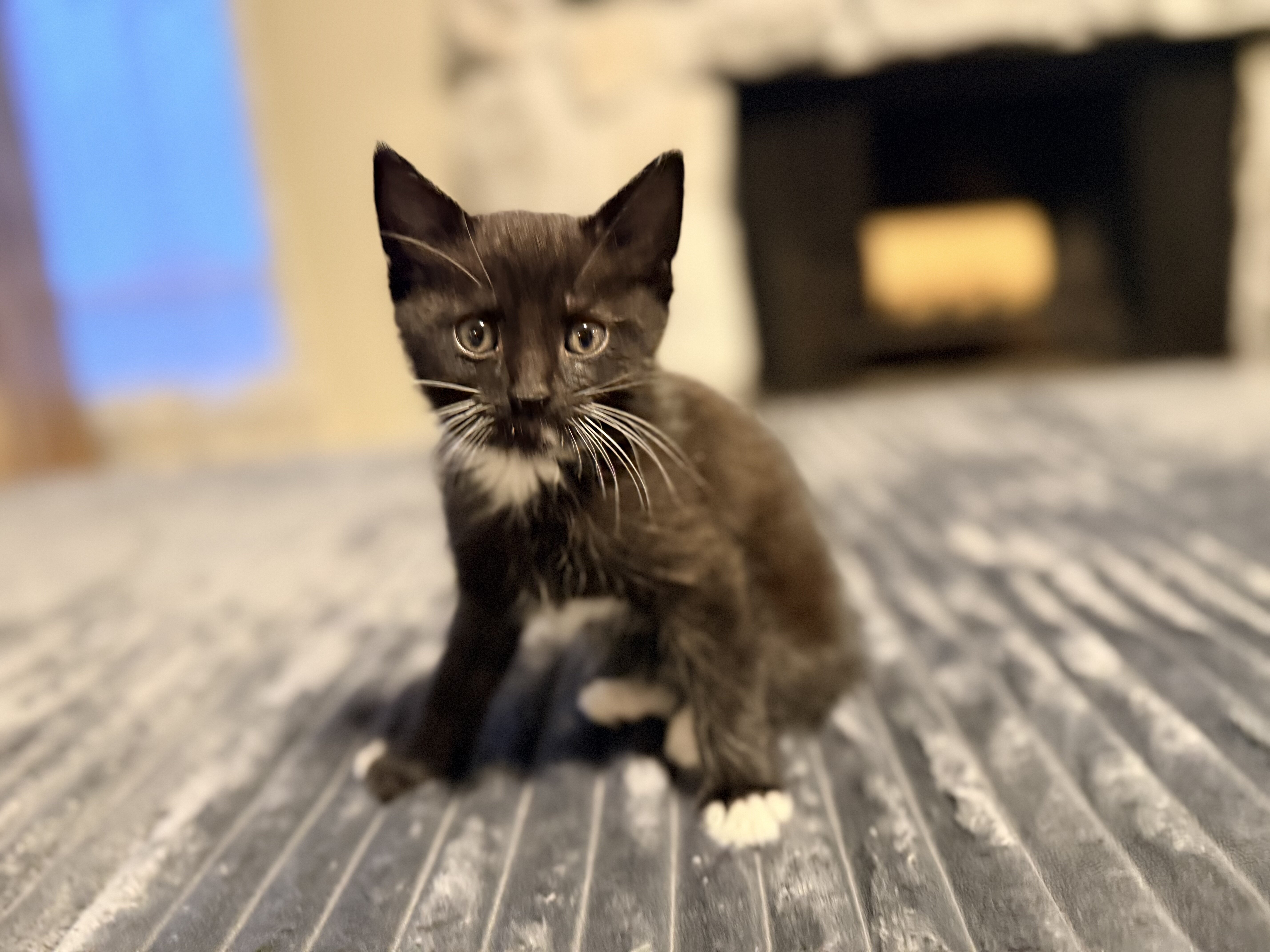 Kittens image 6