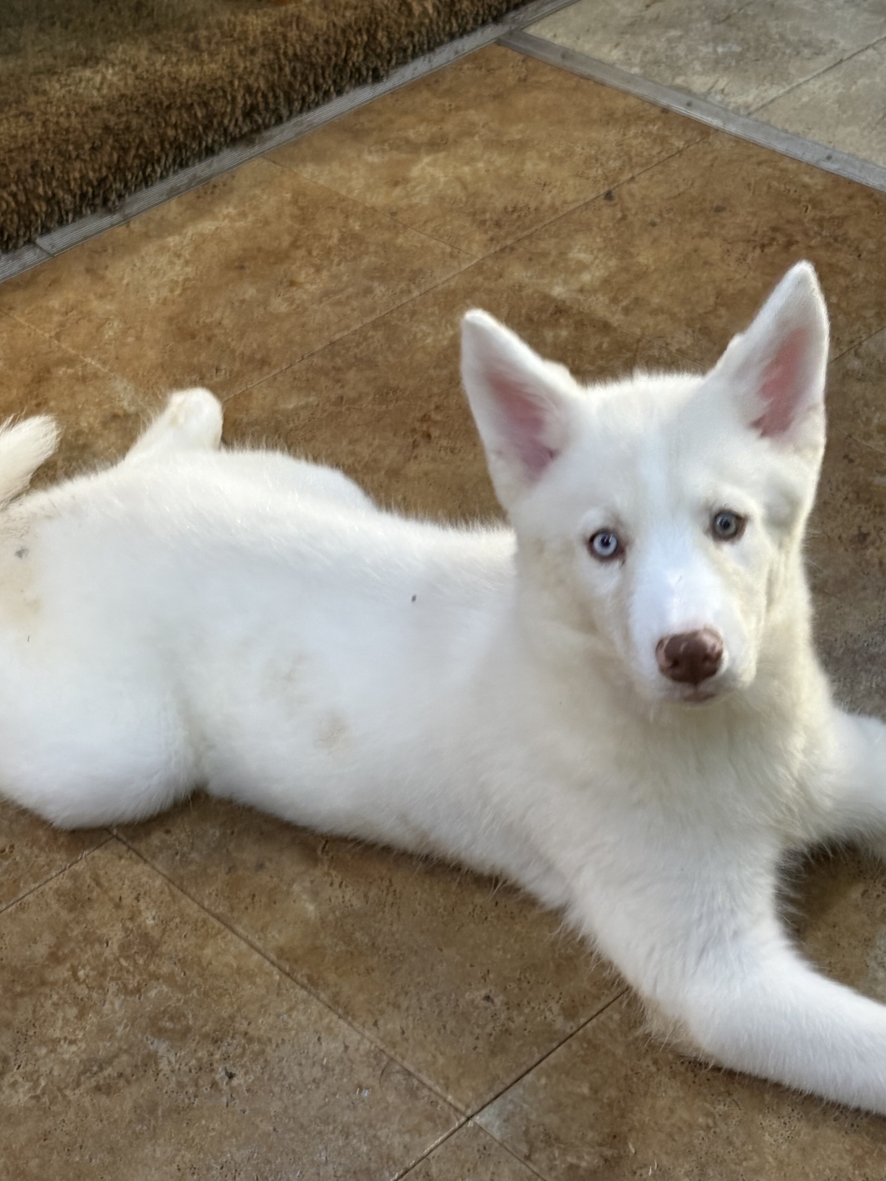 Siberian husky image 1