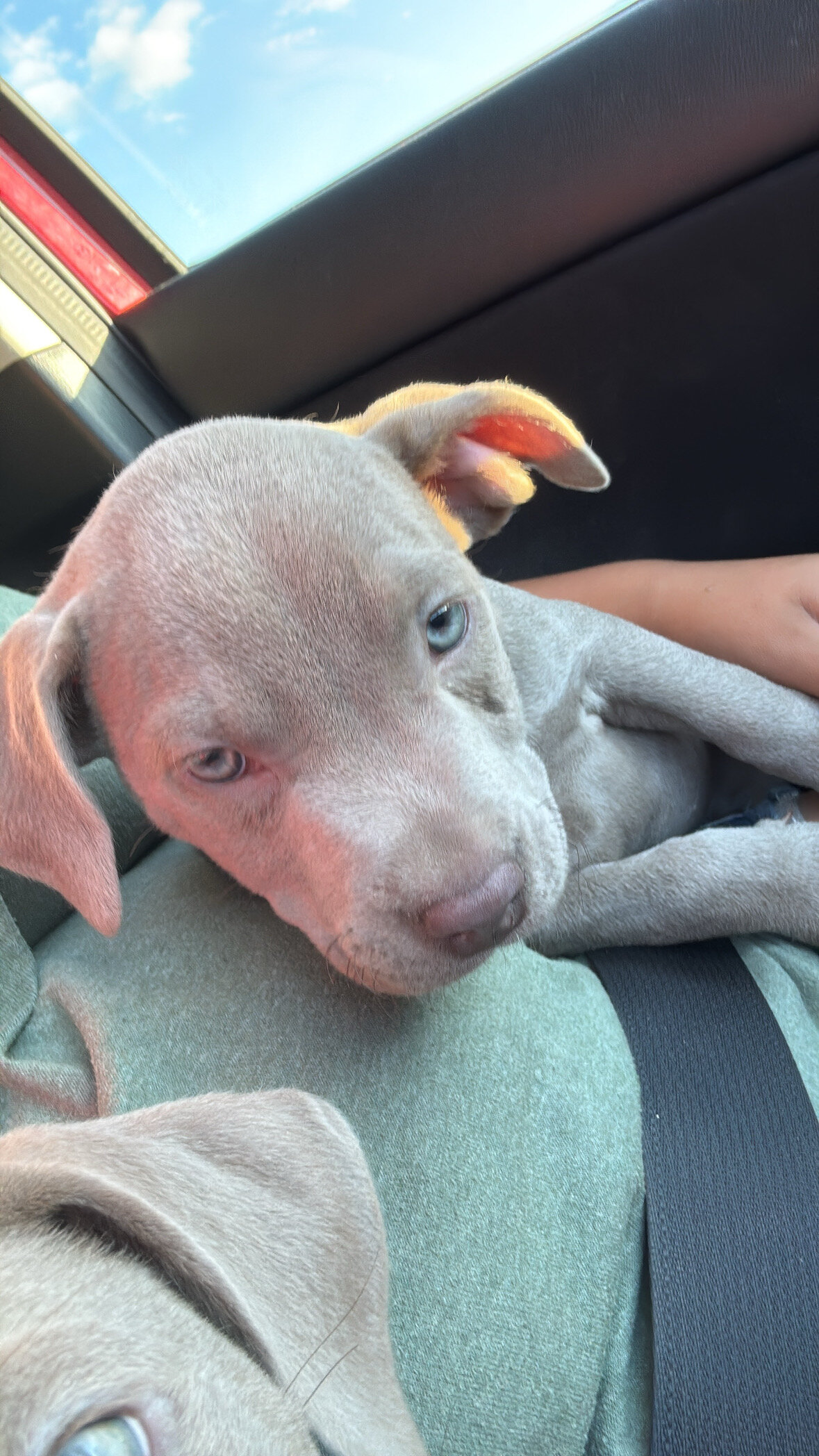 Pit puppy image 1