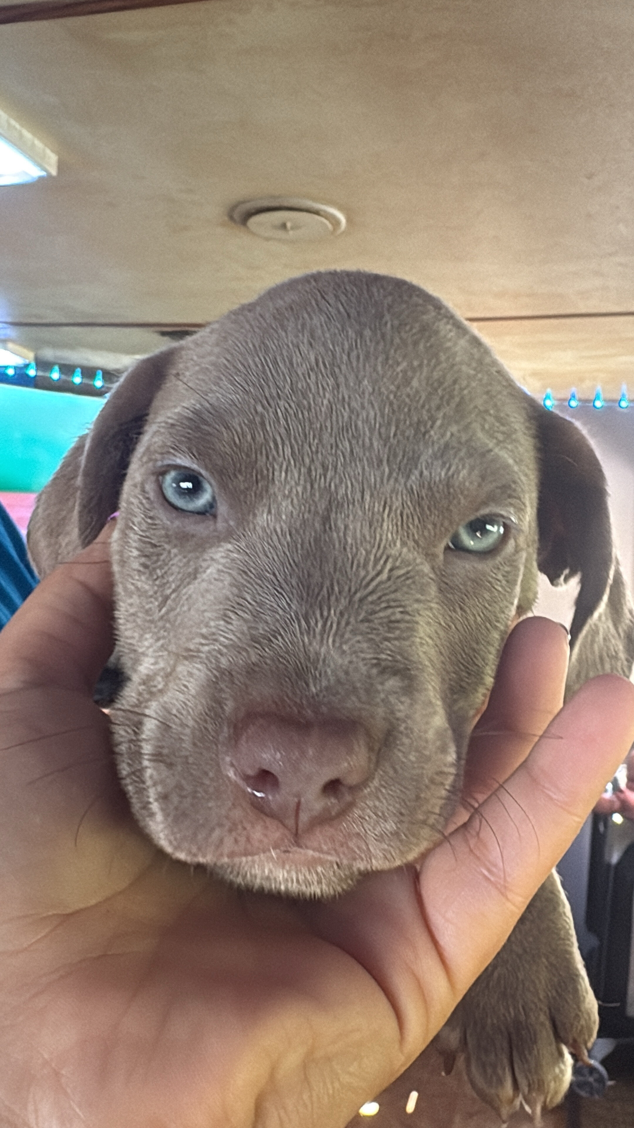 Pit puppy image 3