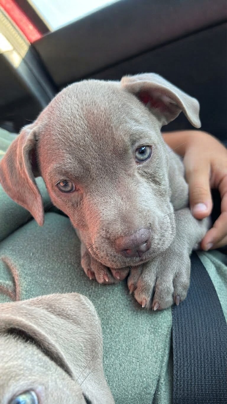 Pit puppy image 2