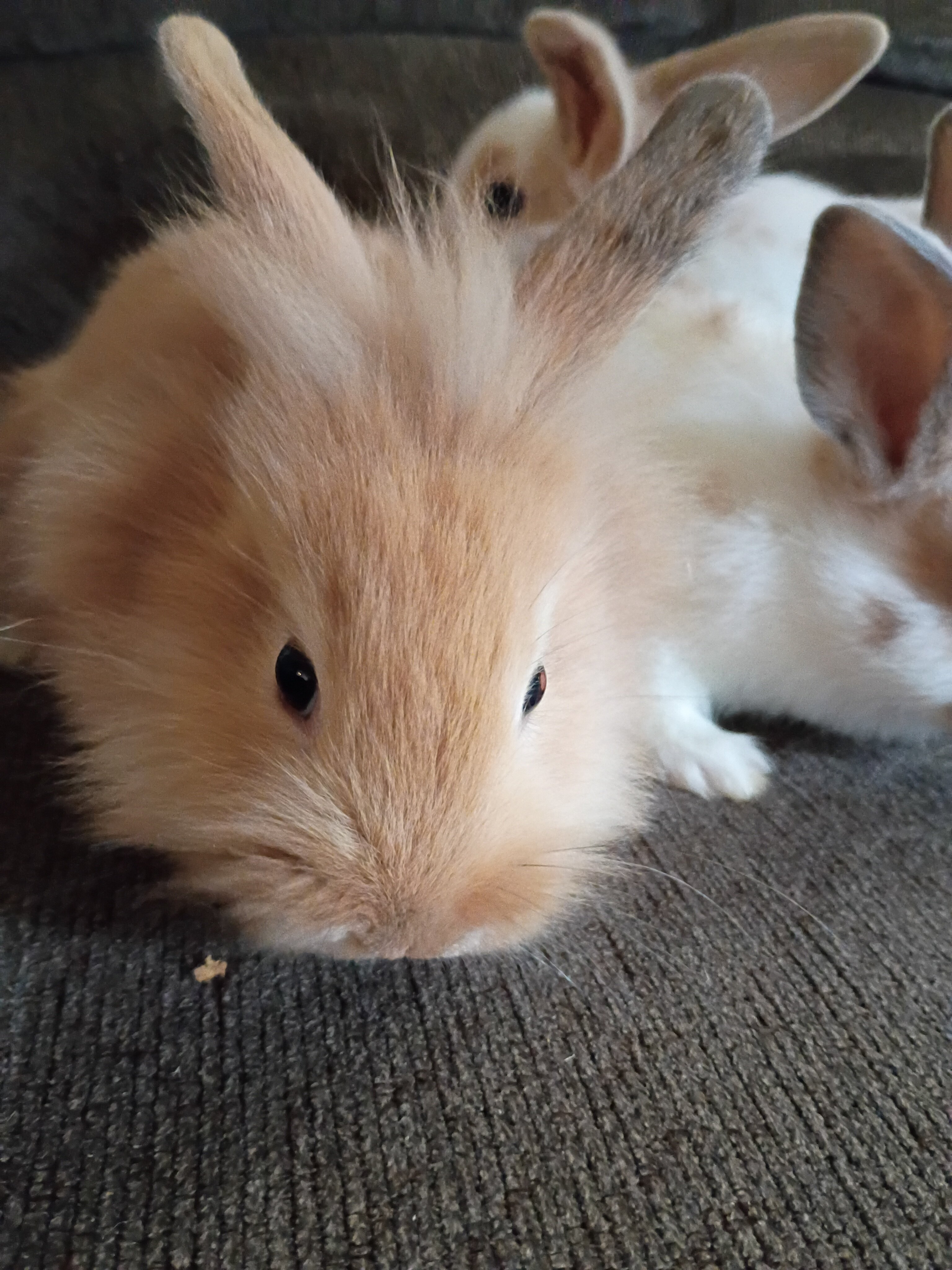 Baby bunnies born 8/27/26 image 3