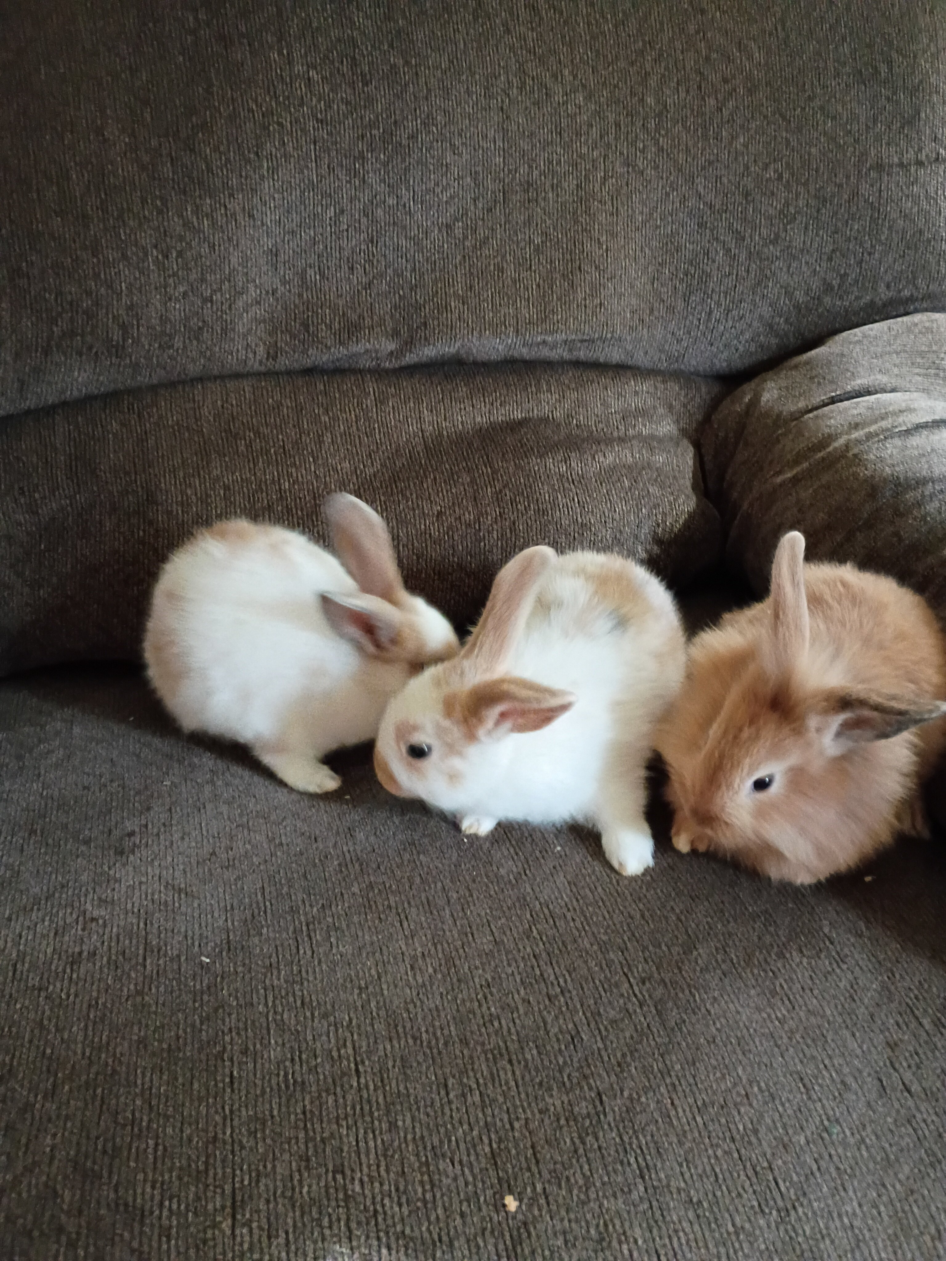 Baby bunnies born 8/27/26 image 4