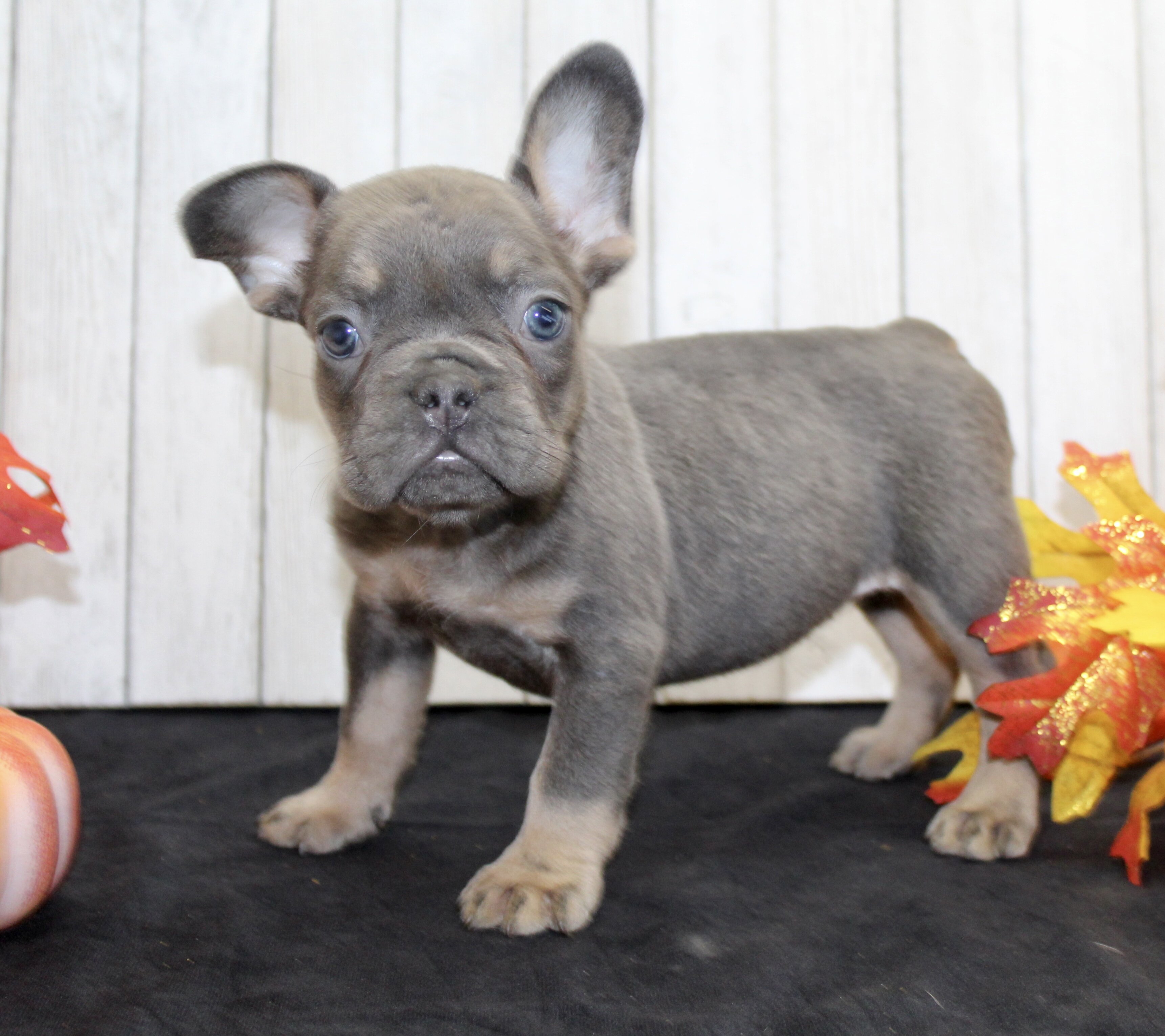 Gina Female AKC French Bulldog image 2