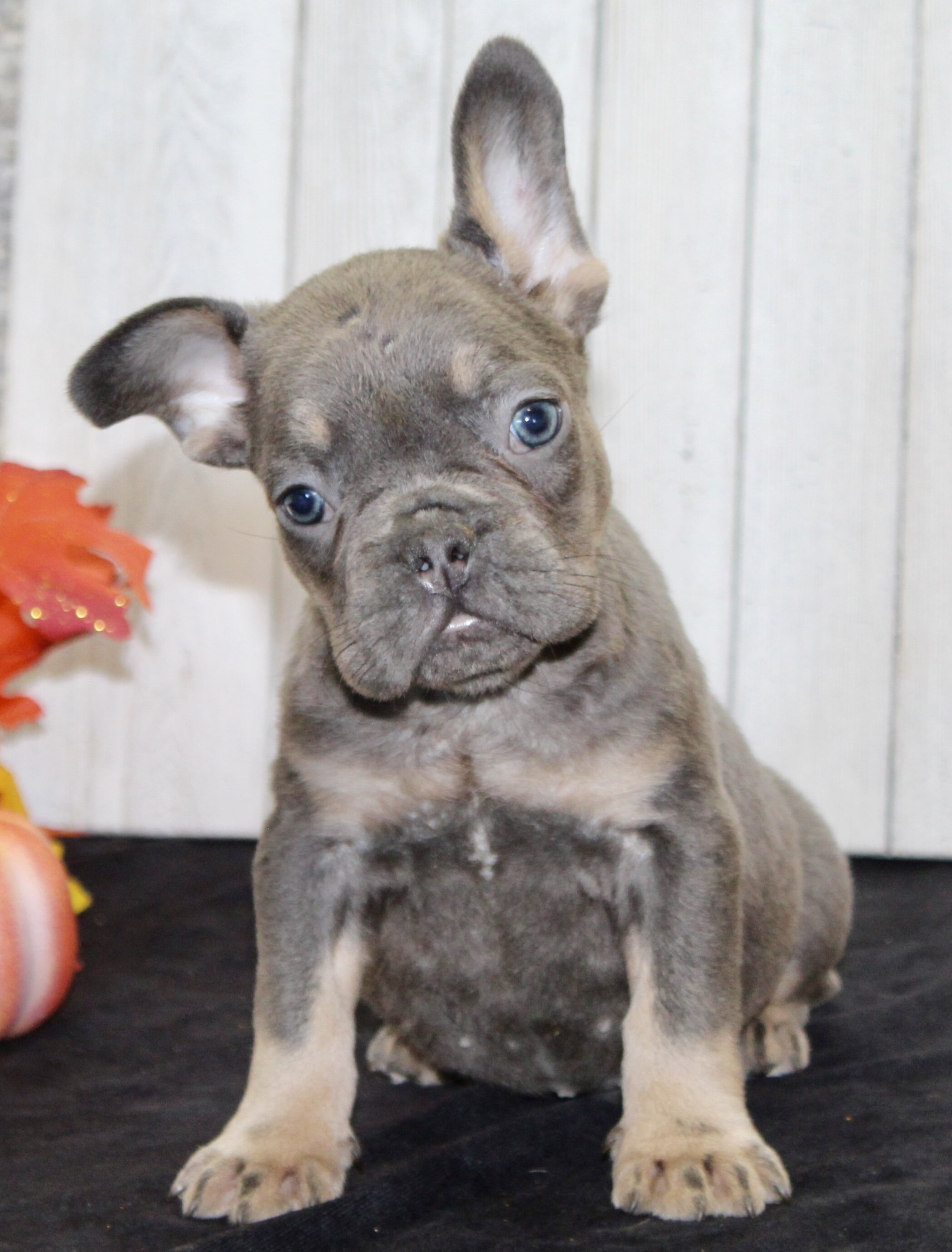 Gina Female AKC French Bulldog image 7