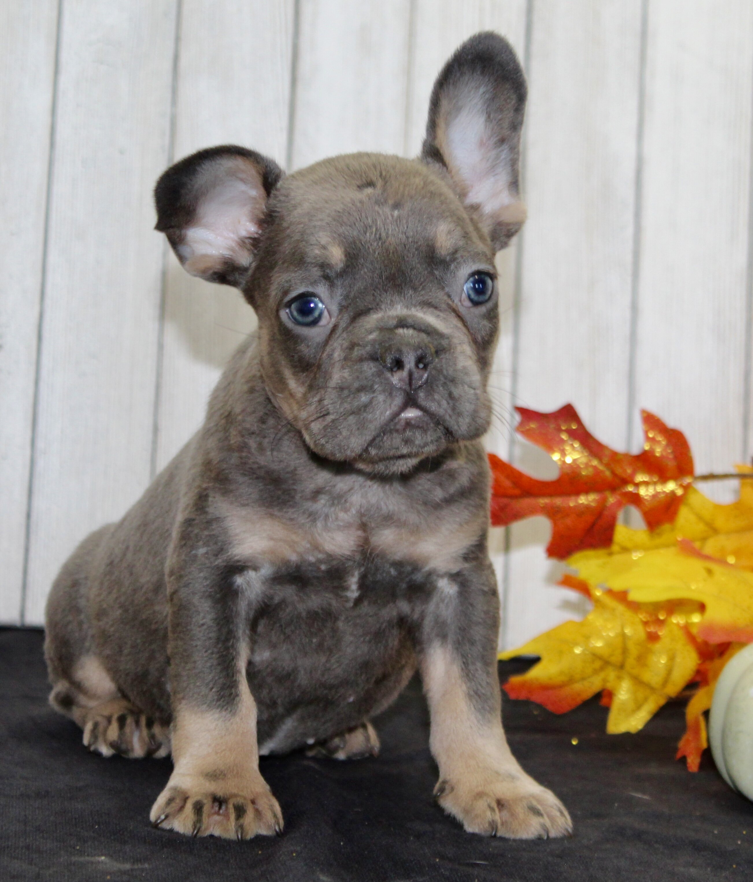 Gina Female AKC French Bulldog image 5