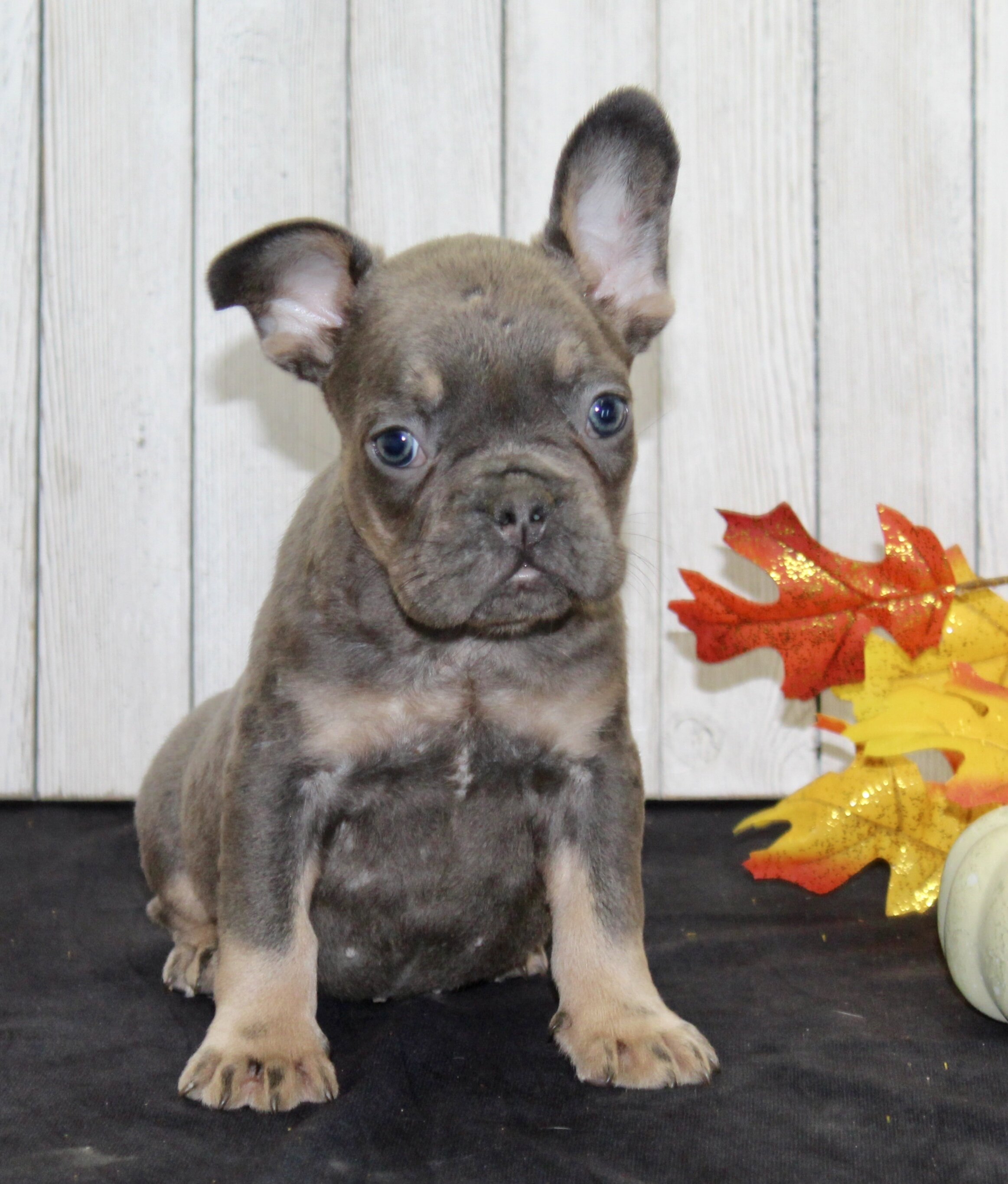 Gina Female AKC French Bulldog image 6