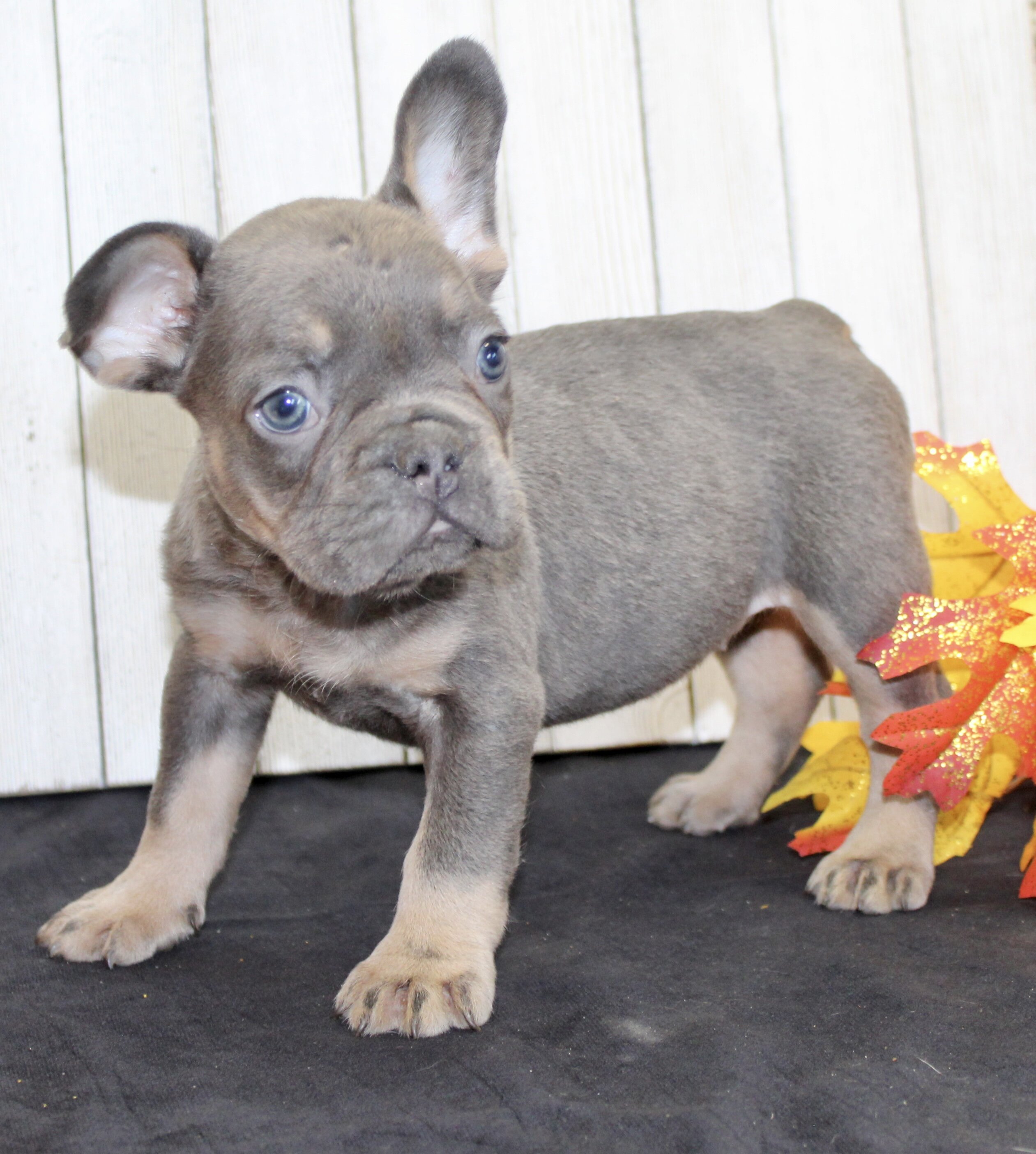 Gina Female AKC French Bulldog image 3