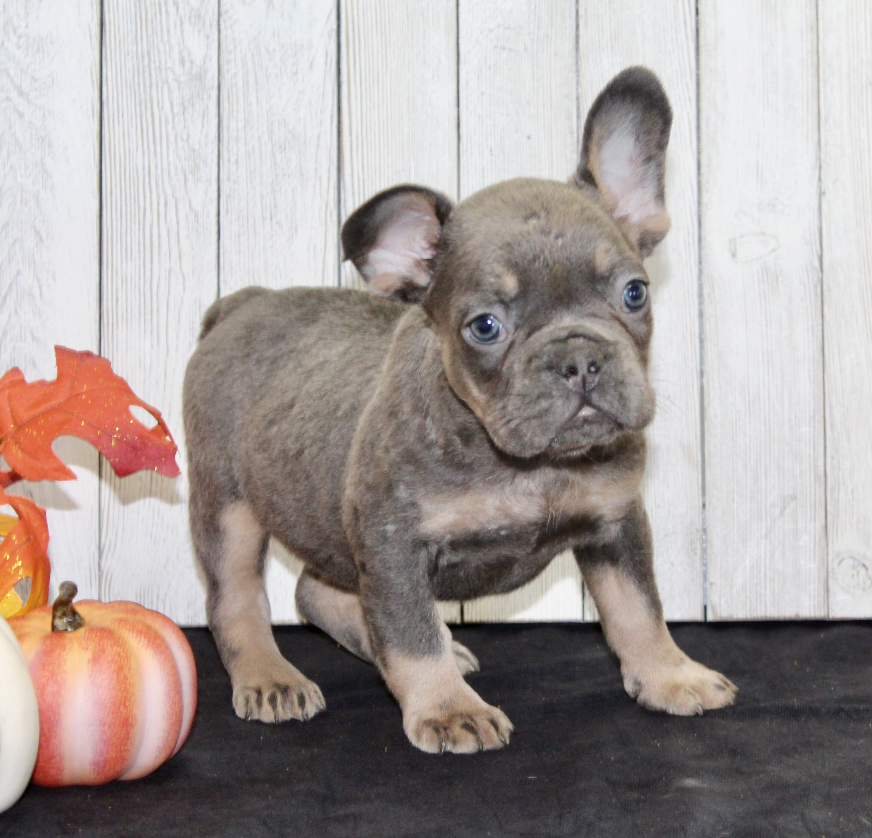 Gina Female AKC French Bulldog image 4