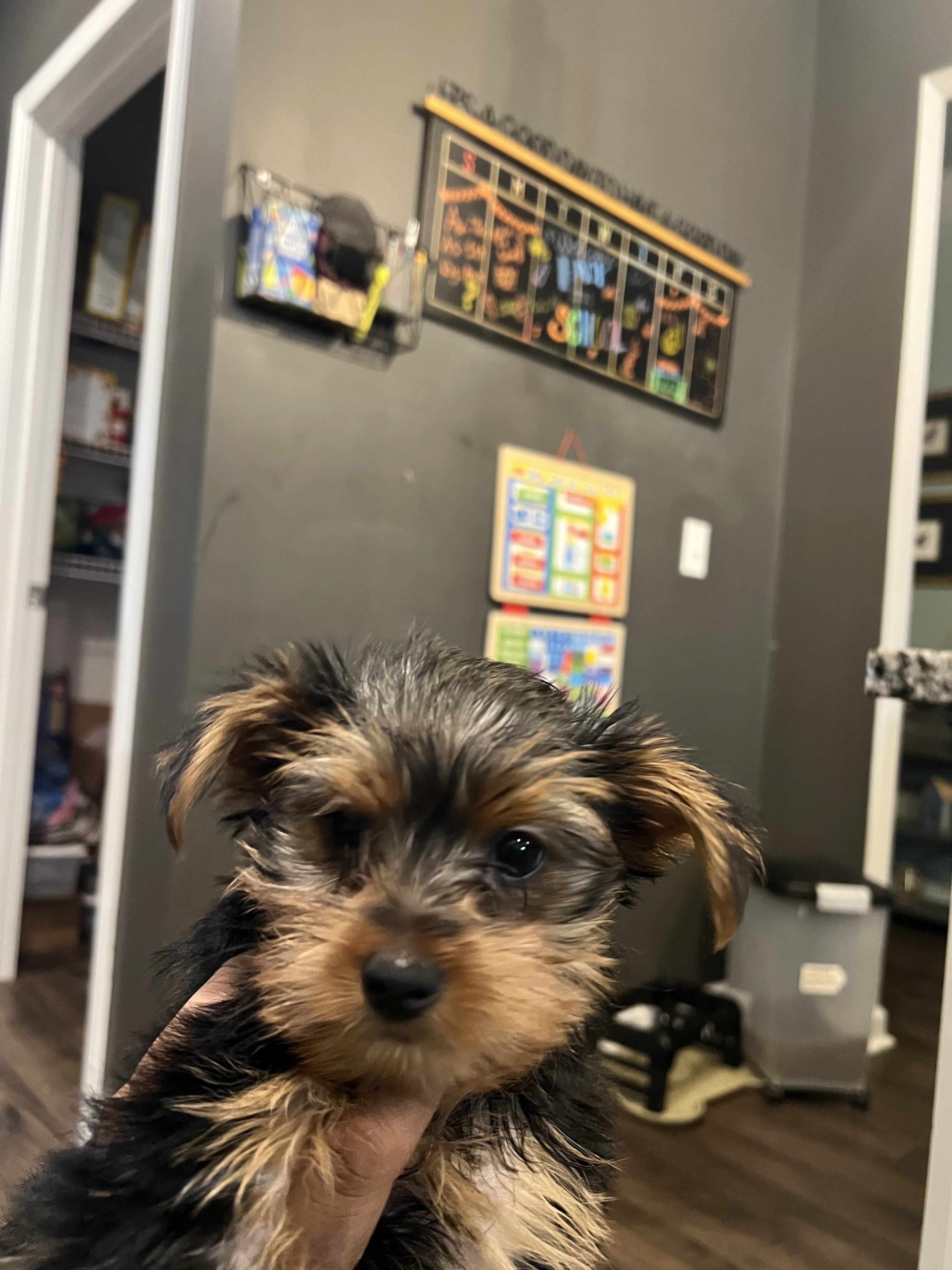 Yorkies in Georgia - 3 Left image 1